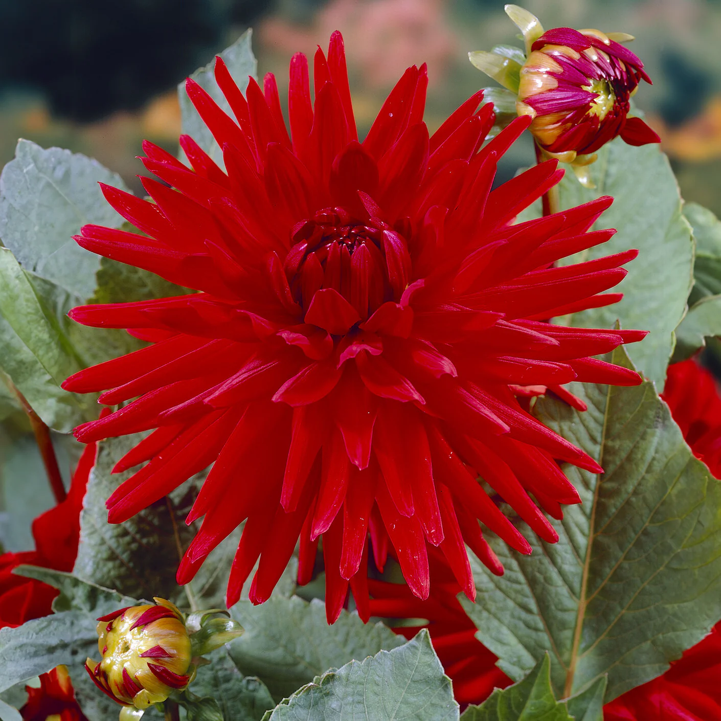3 Dahlias cactus nain Red Pigmy - Image 4