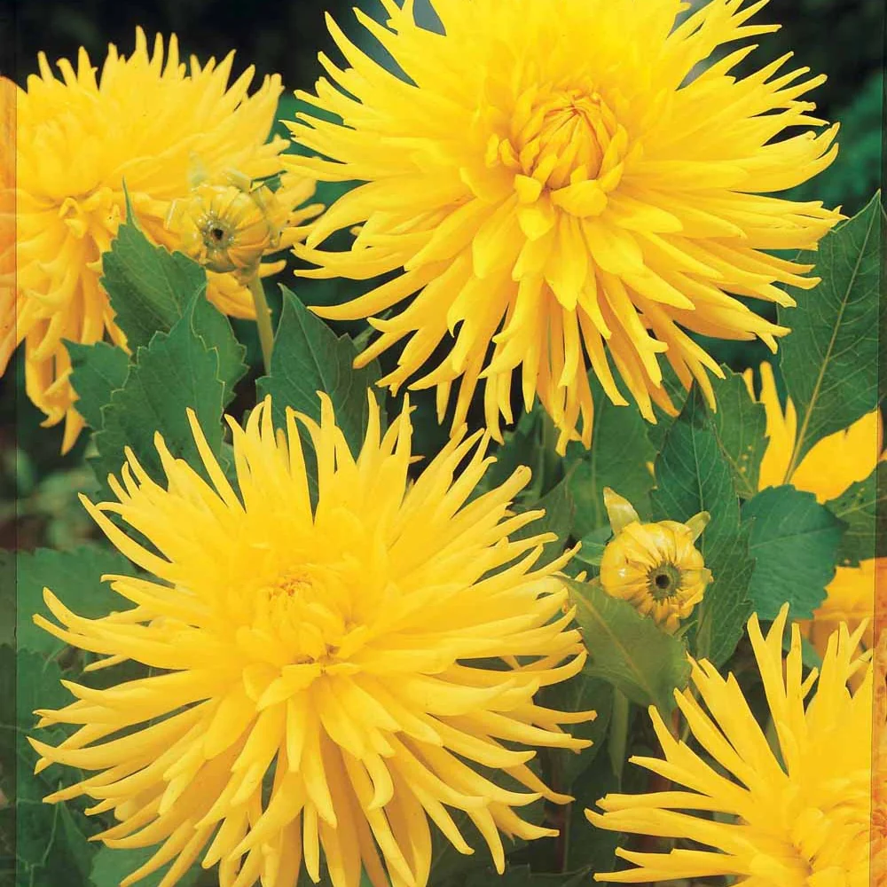 3 Dahlias cactus nain Yellow Happiness