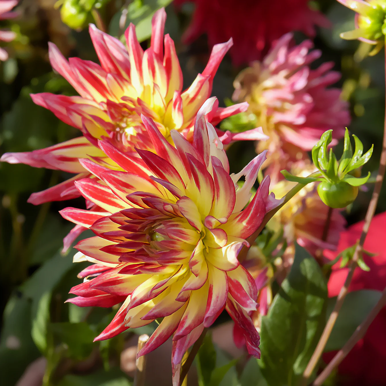 3 Dahlias cactus Oiseau de Feu