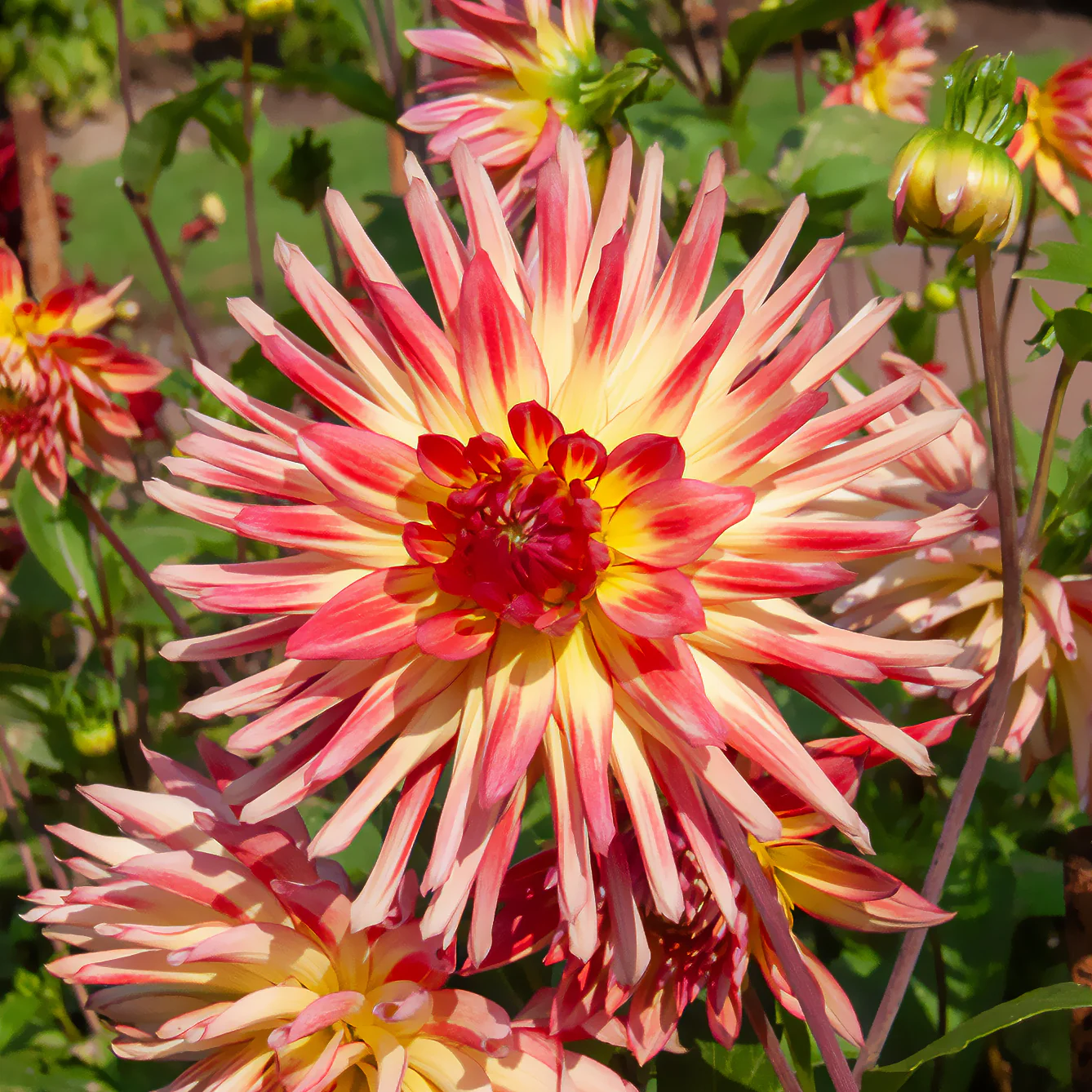 3 Dahlias cactus Oiseau de Feu - Image 2