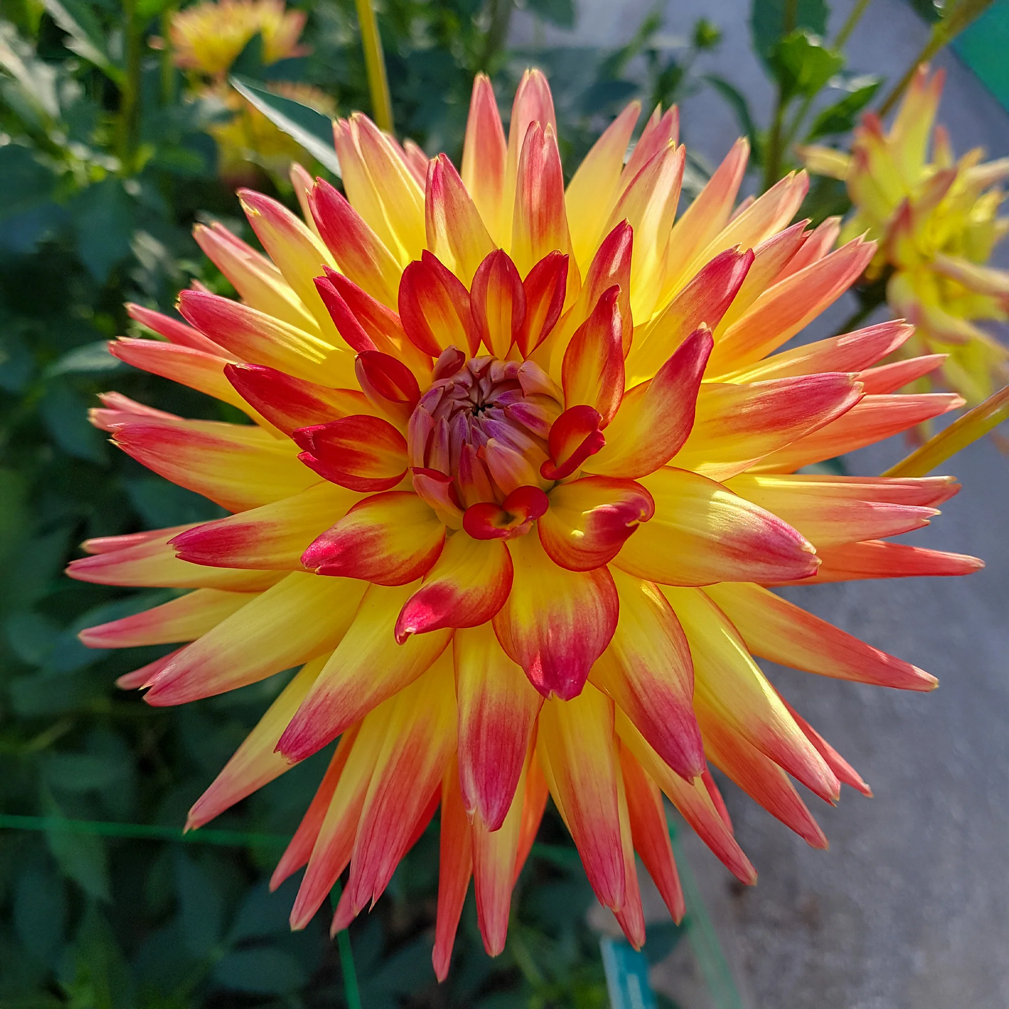 3 Dahlias cactus Oiseau de Feu - Image 3