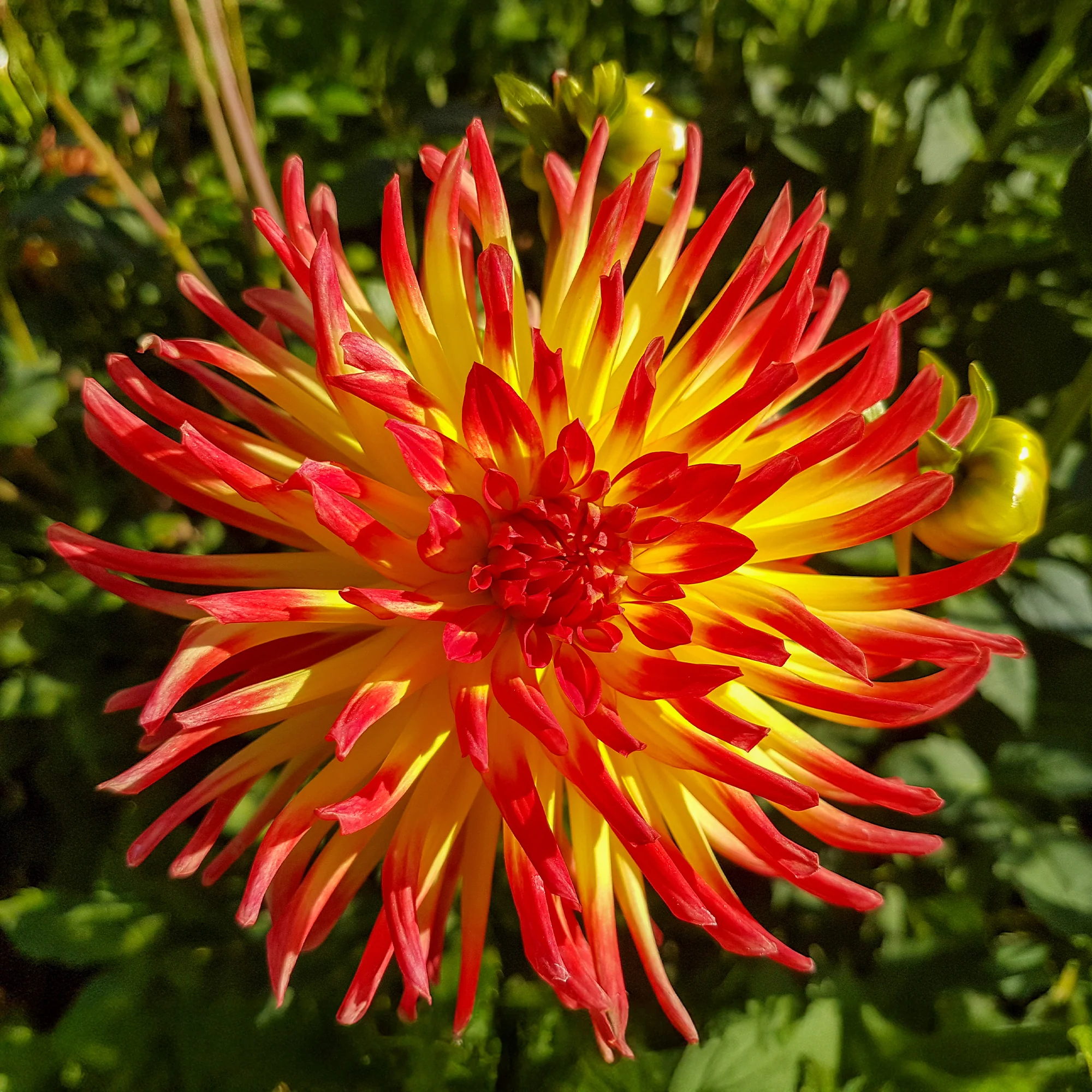 3 Dahlias cactus Oiseau de Feu - Image 4