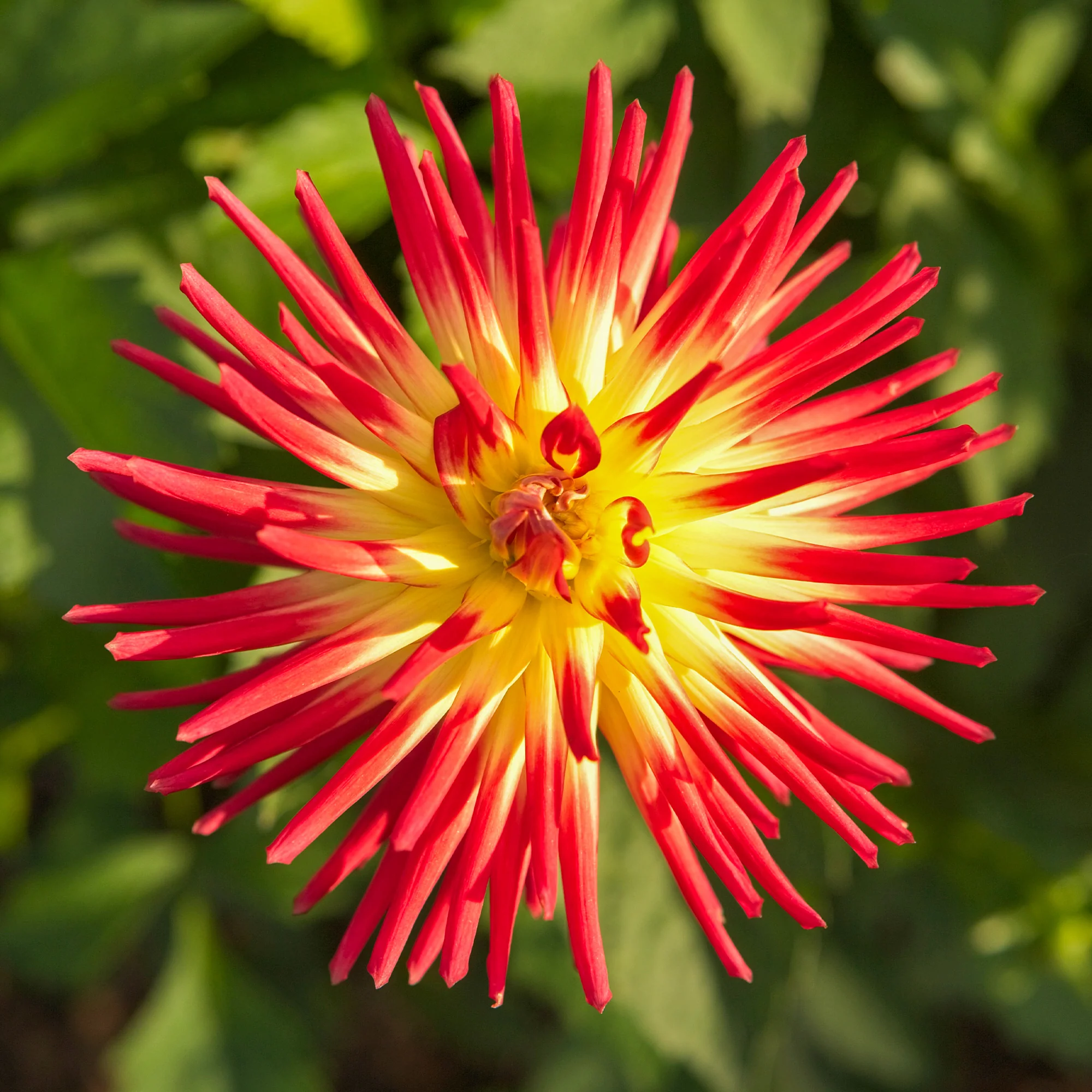 3 Dahlias cactus Oiseau de Feu - Image 5
