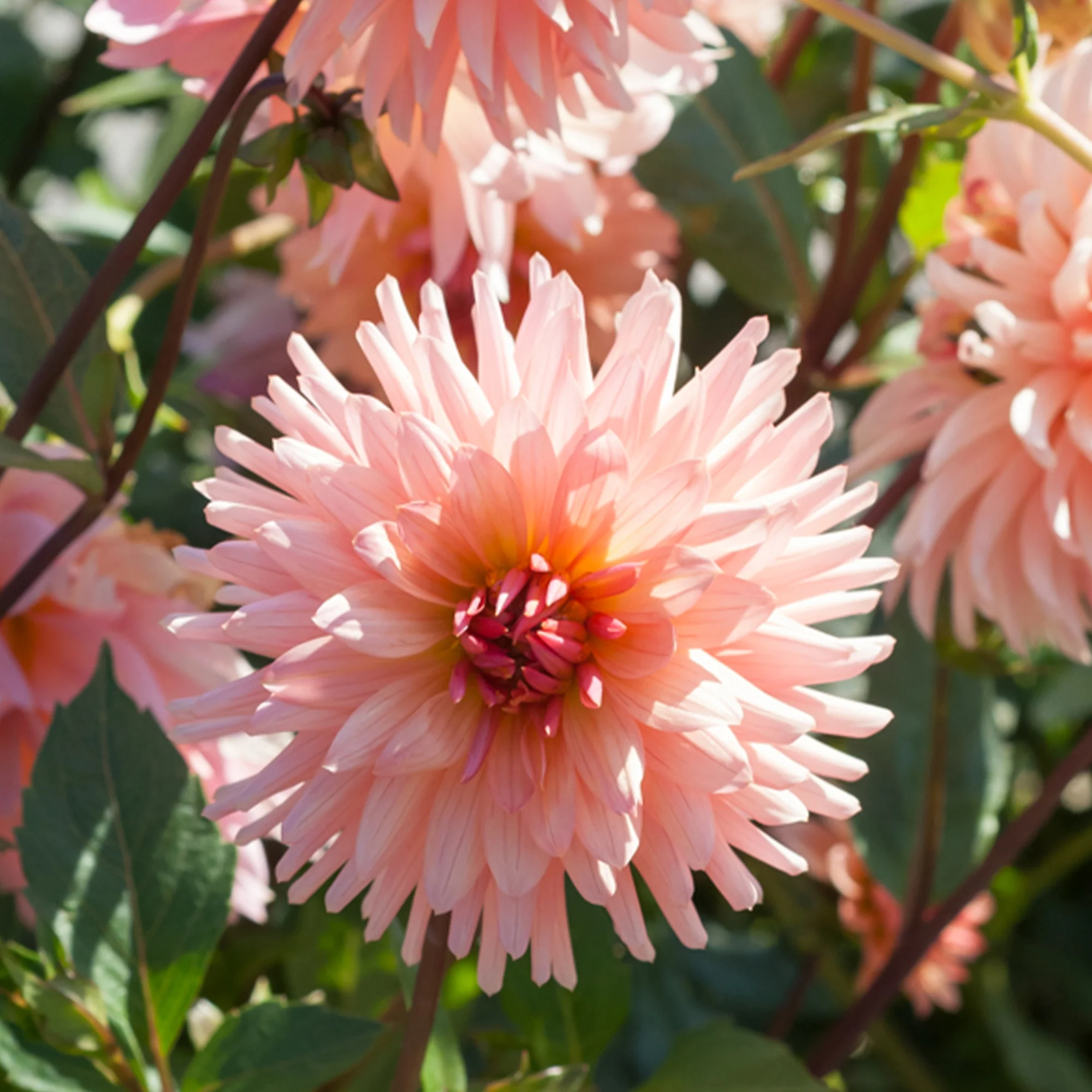 Dahlia cactus Préférence