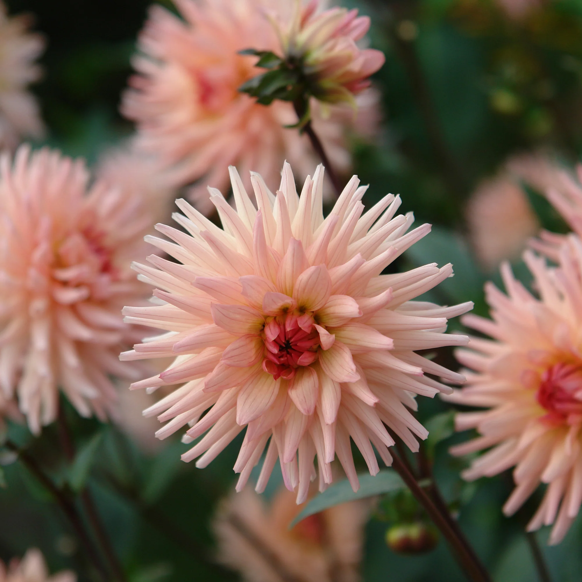 Dahlia cactus Préférence - Image 2