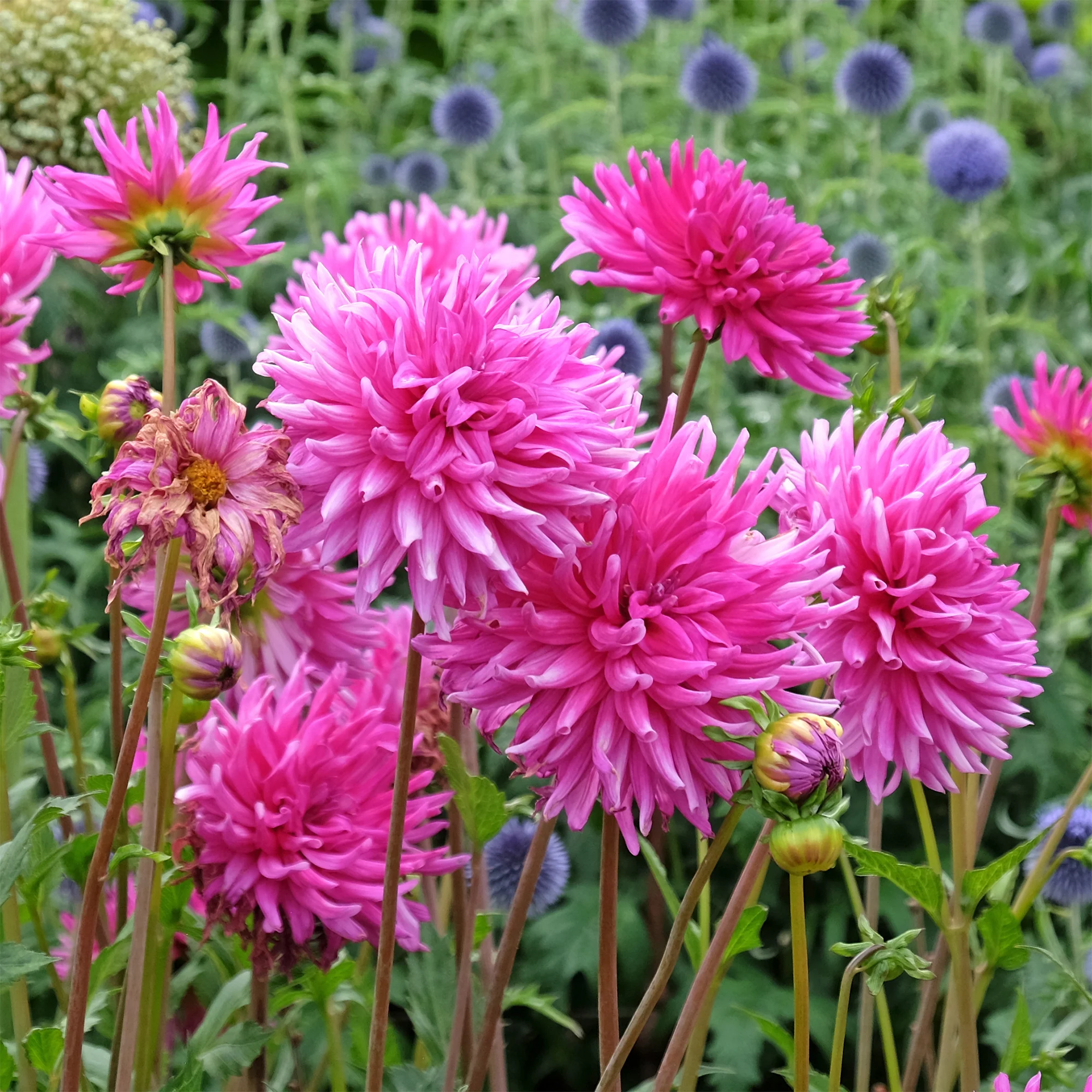 3 Dahlias cactus Purple Gem