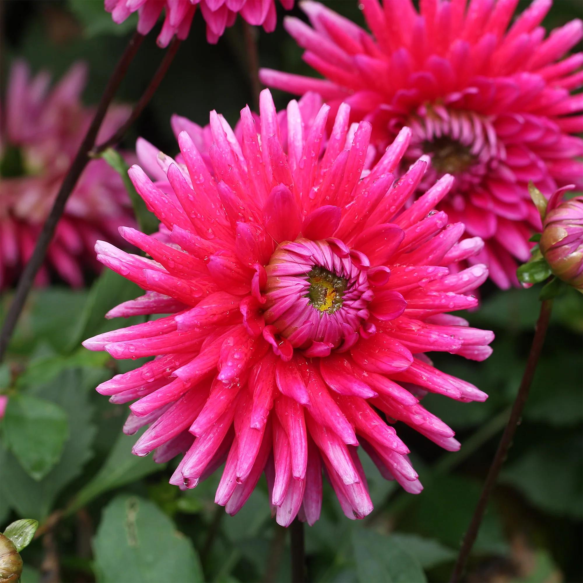 3 Dahlias cactus Purple Gem - Image 2