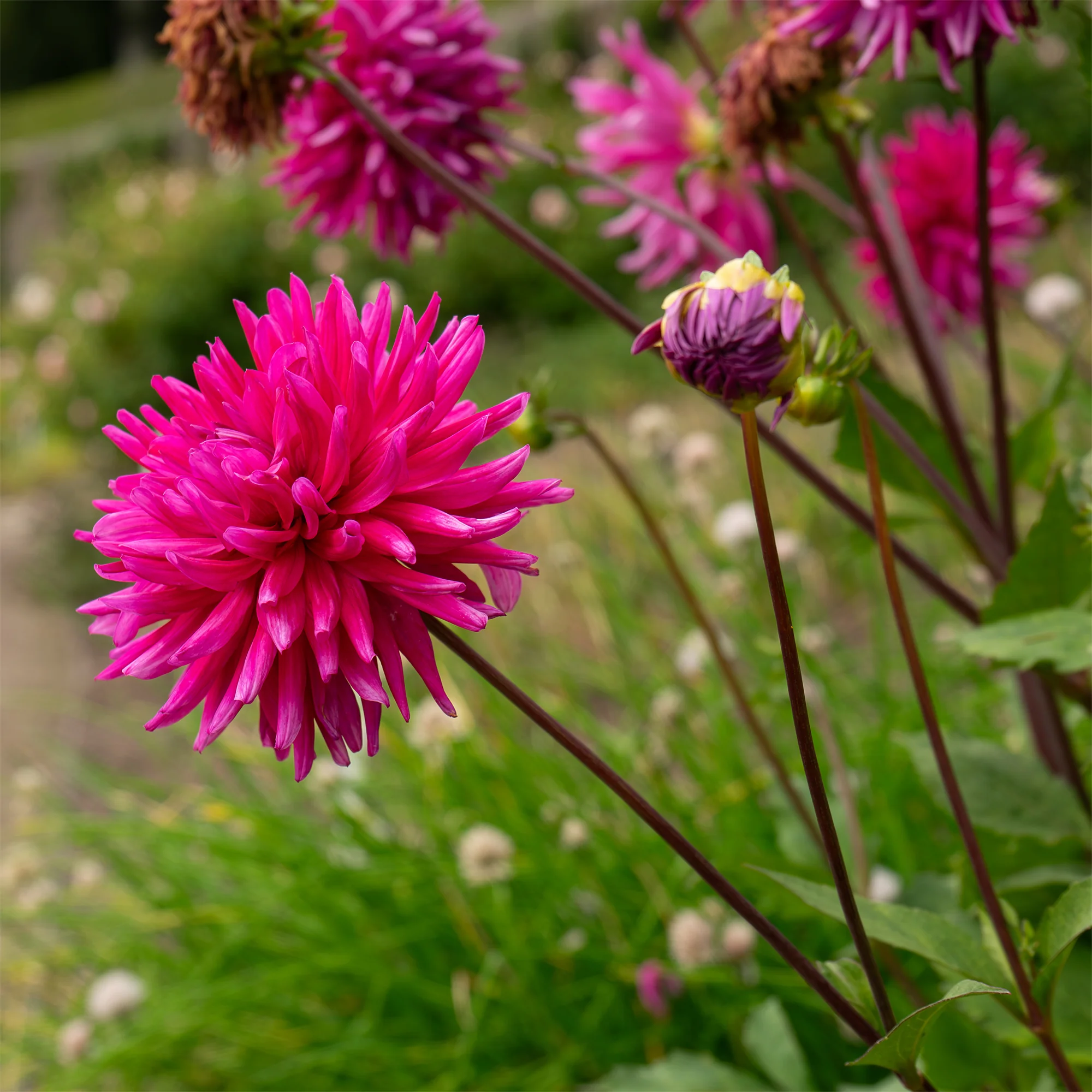 3 Dahlias cactus Purple Gem - Image 3