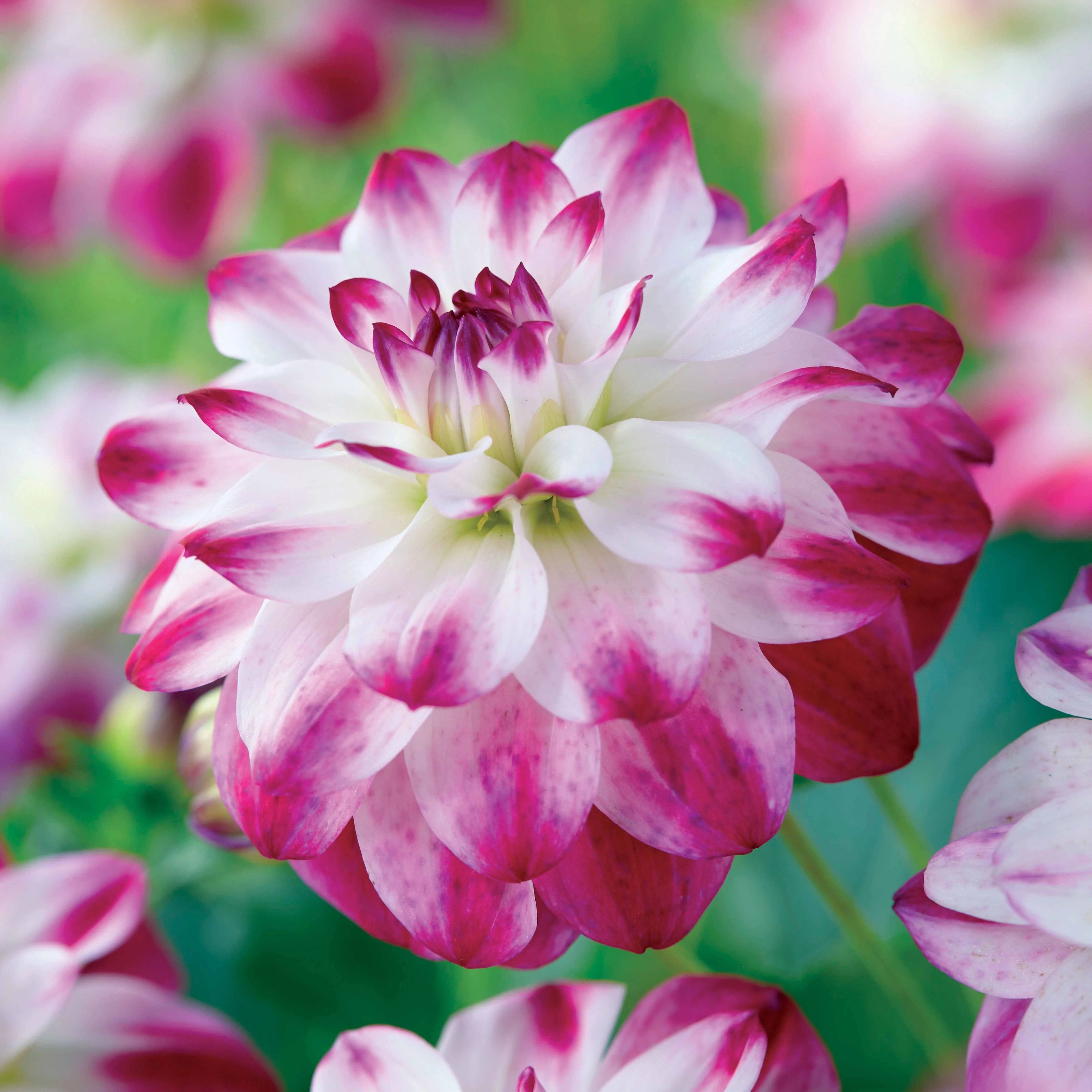3 Dahlias caméléon Saint Martin