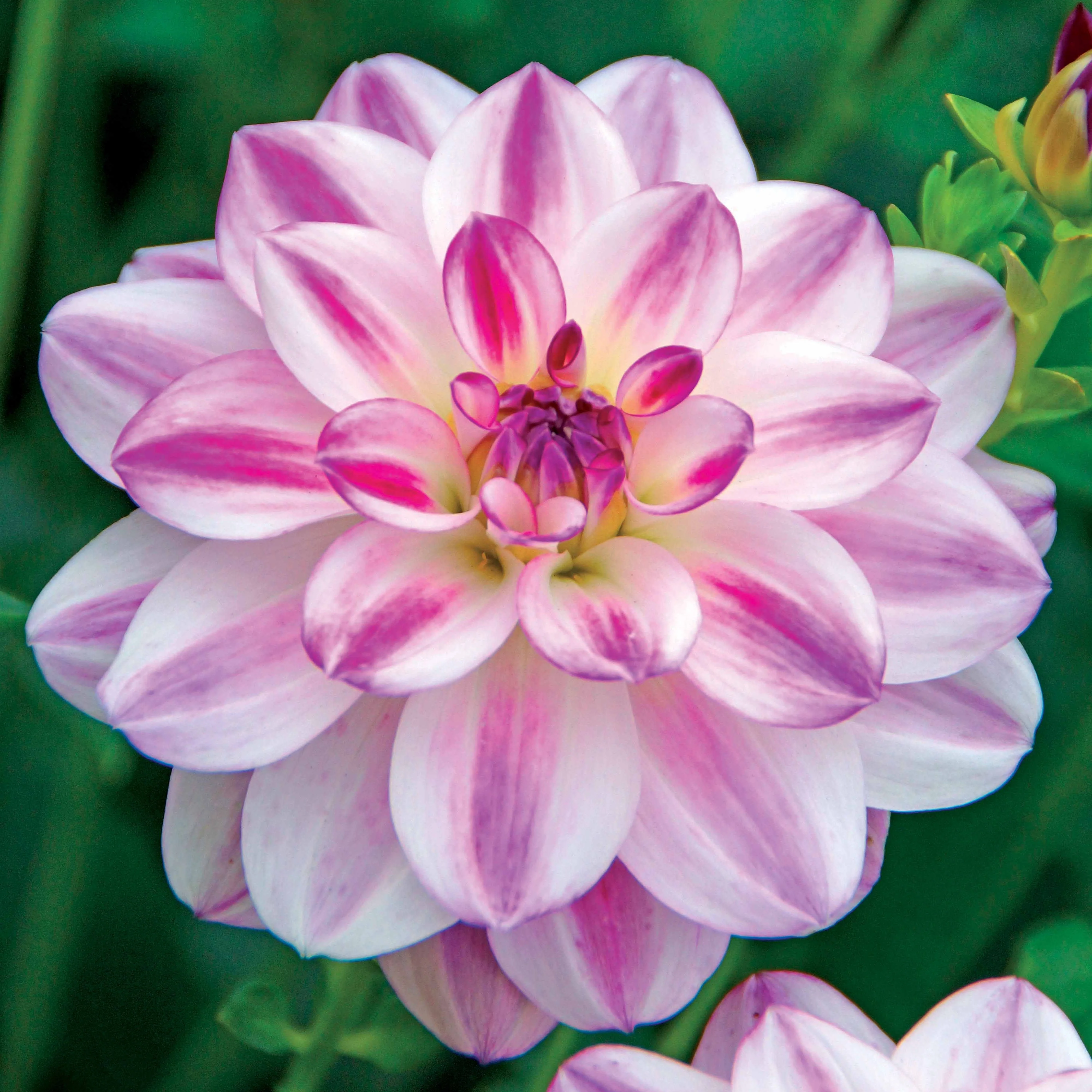 3 Dahlias caméléon Saint Martin - Image 2