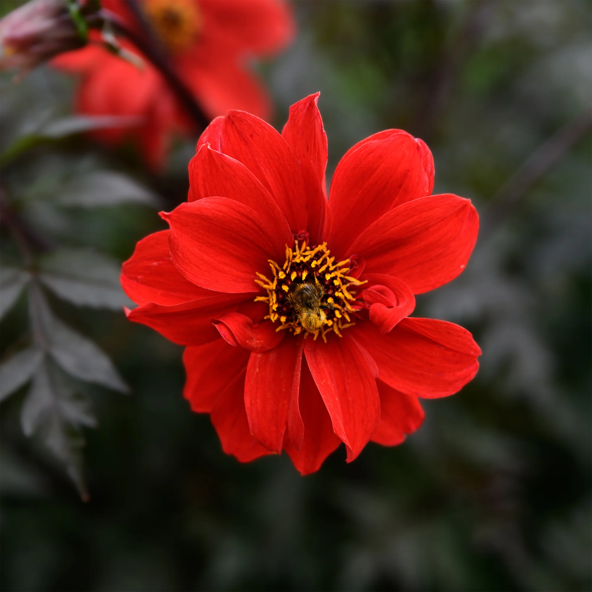 Dahlia Bishop of Llandaff - Image 2