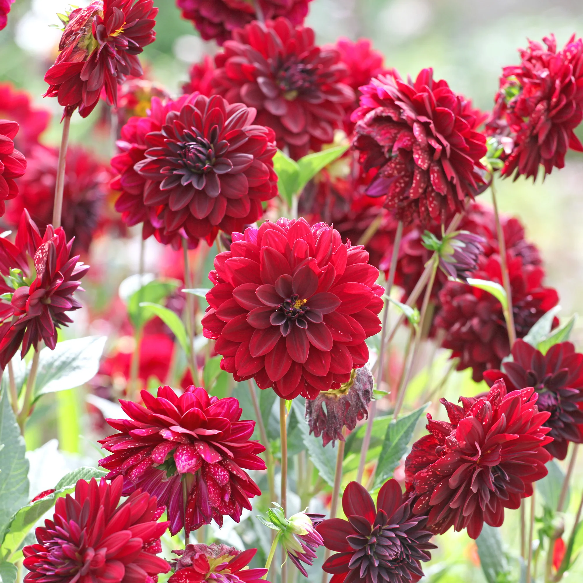 Dahlia décoratif Arabian Night - Image 2