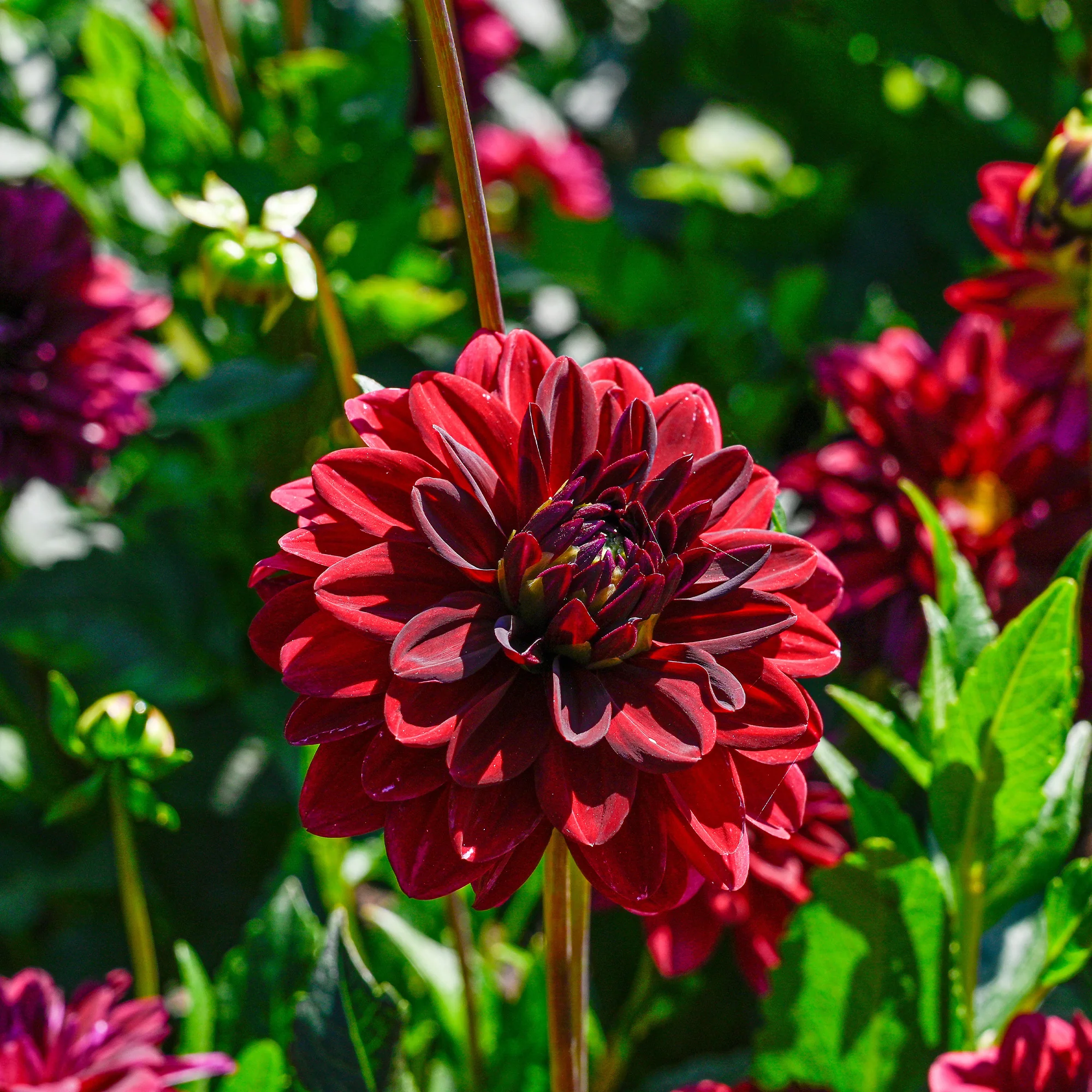Dahlia décoratif Arabian Night - Image 3