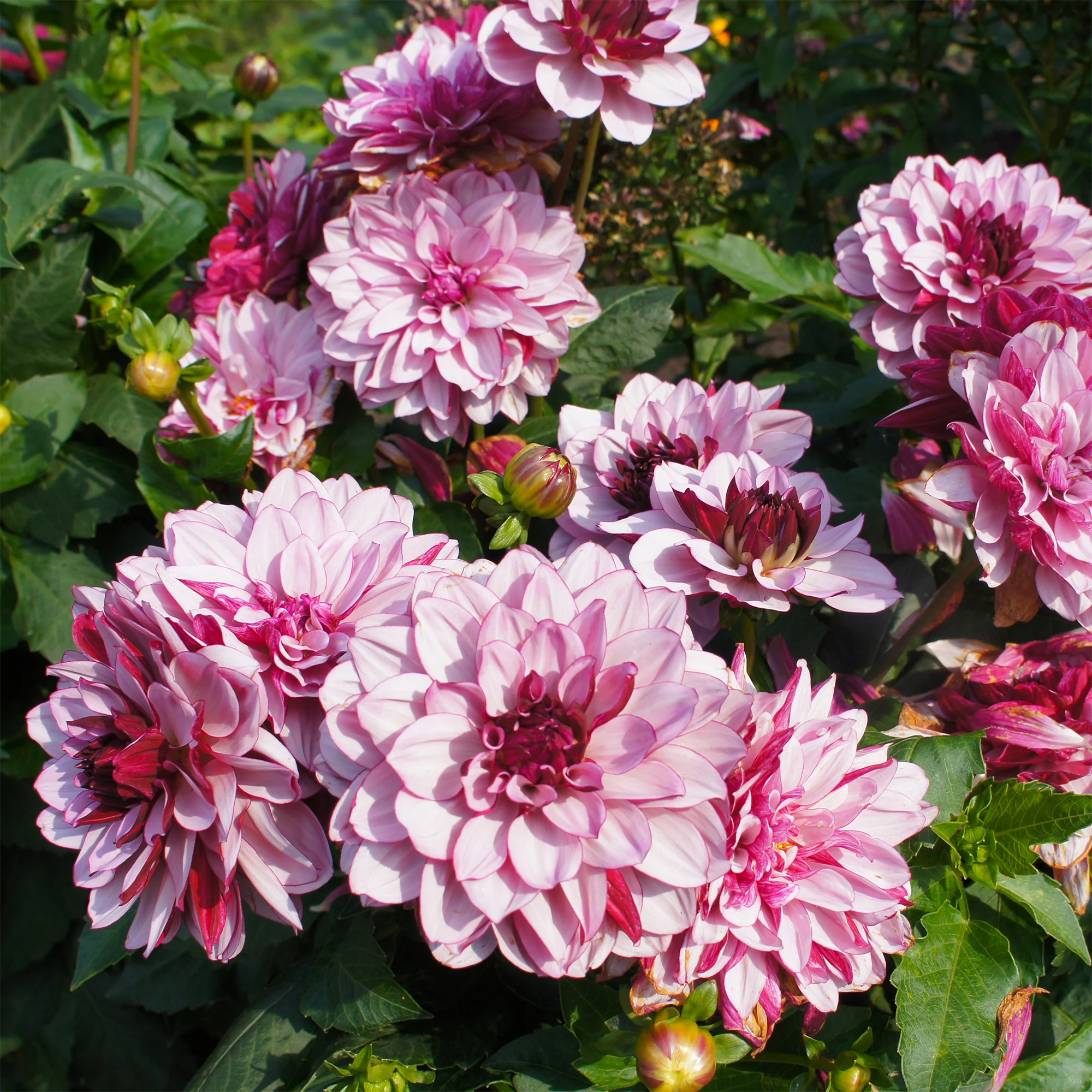 Dahlia décoratif Crème de Cassis - Image 2