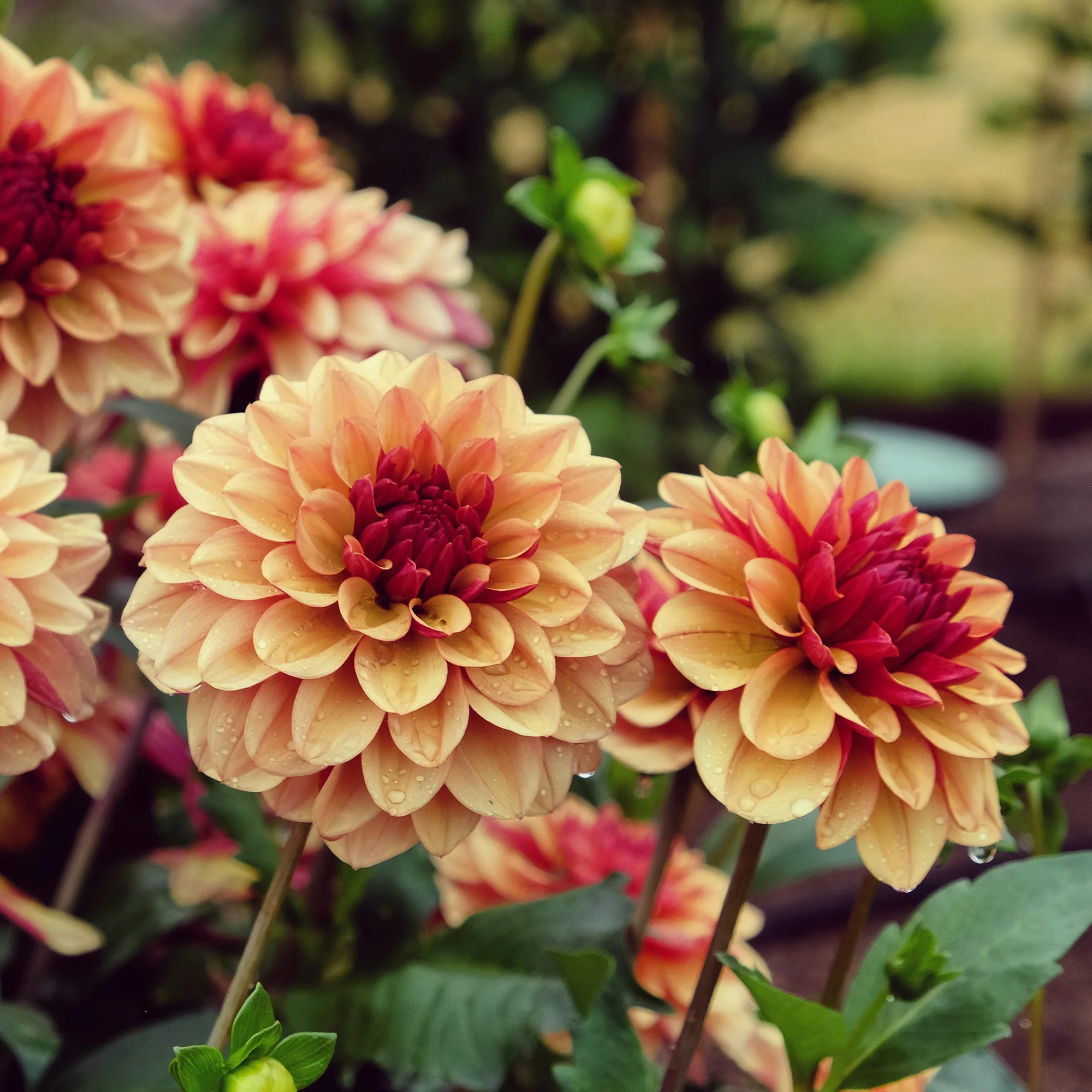Dahlia Crème de Cognac - Image 2