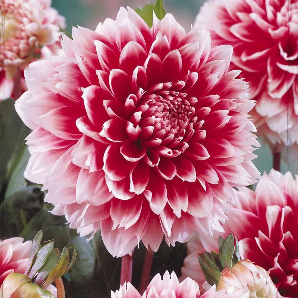 3 Dahlias décoratifs Fubuki rouge et blanc
