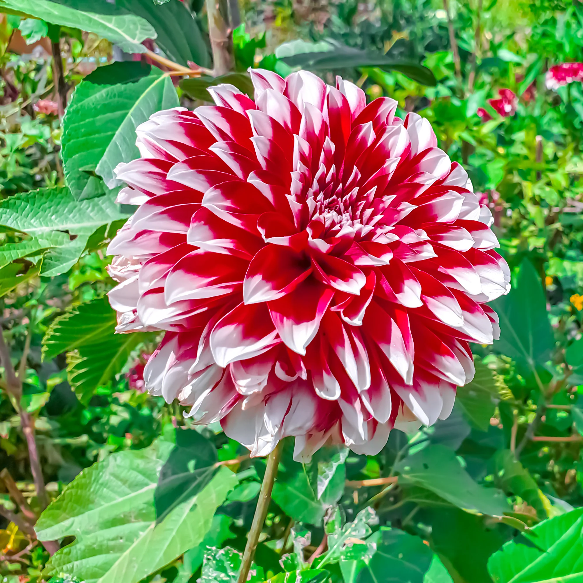 3 Dahlias décoratifs Fubuki rouge et blanc - Image 2