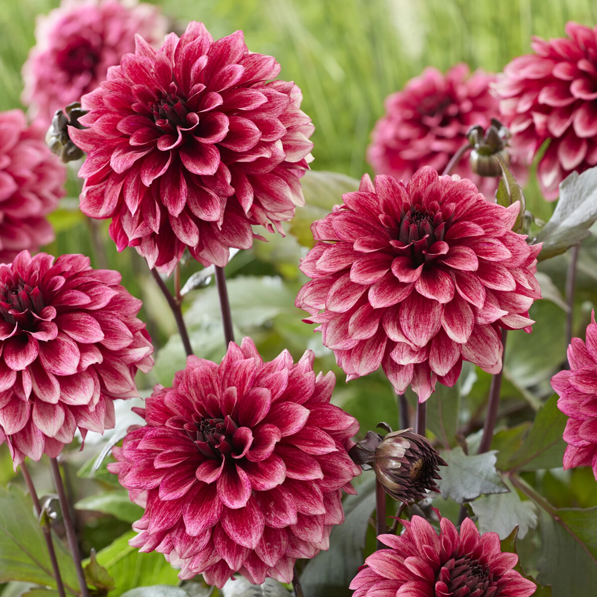 Dahlia décoratif Night Silence - Image 2