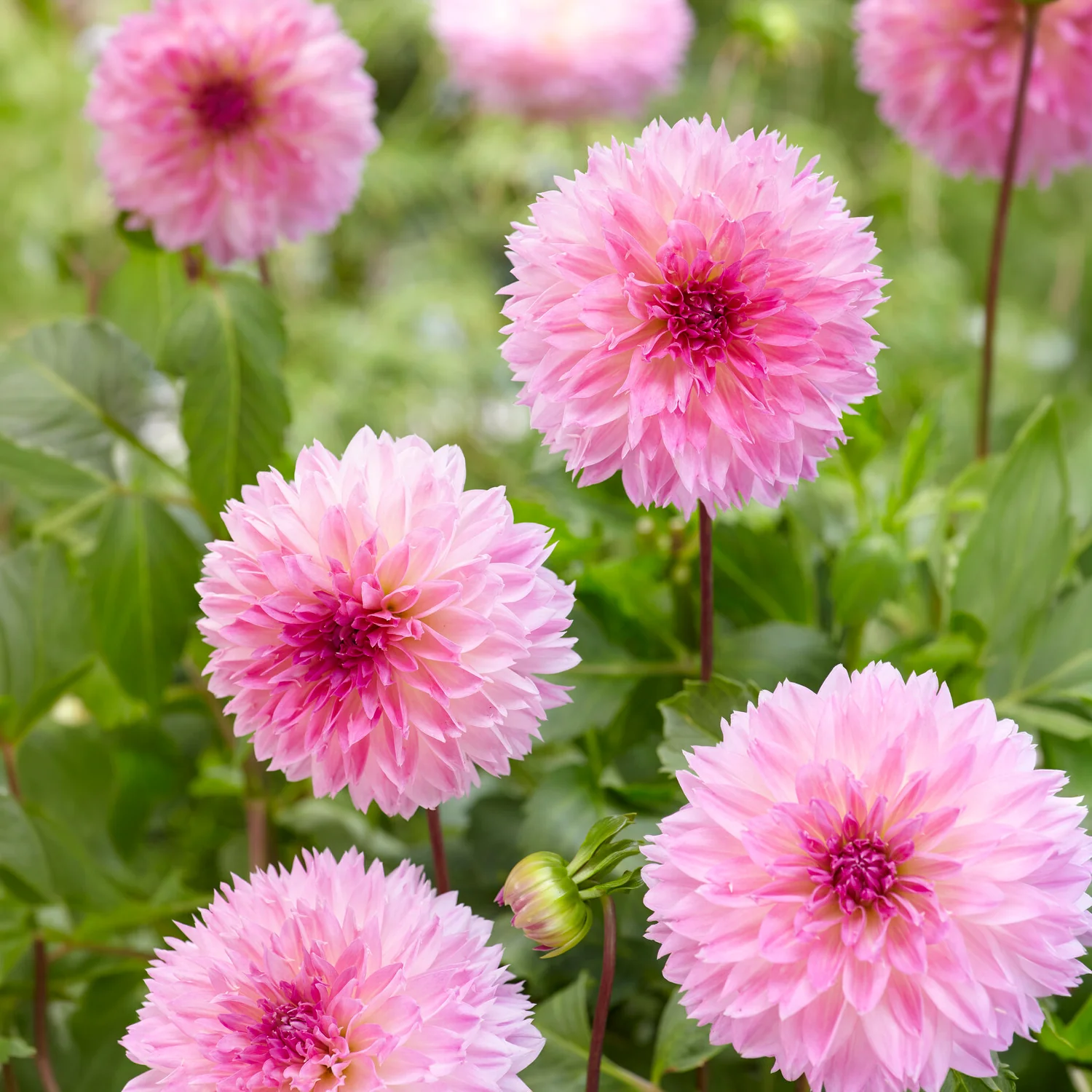 3 Dahlias décoratifs Sakura Fubuki roses
