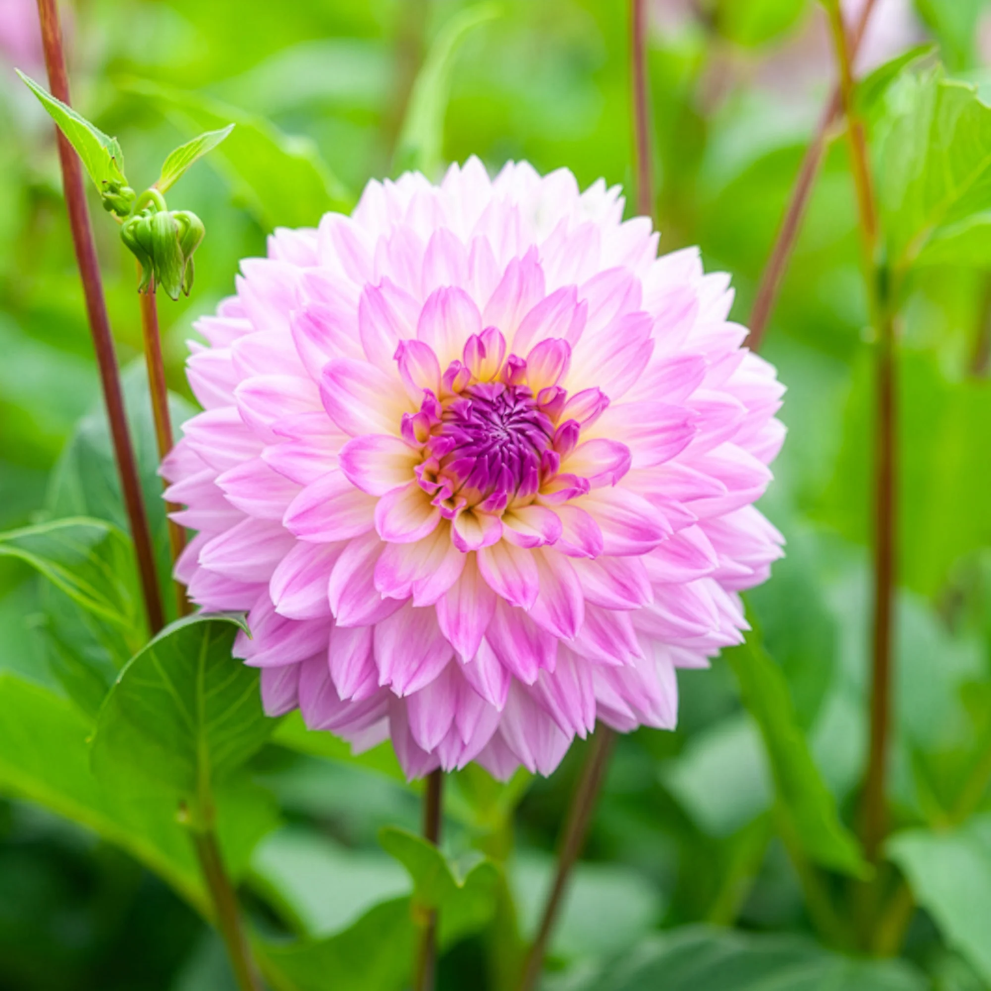 3 Dahlias décoratifs Sakura Fubuki roses - Image 2
