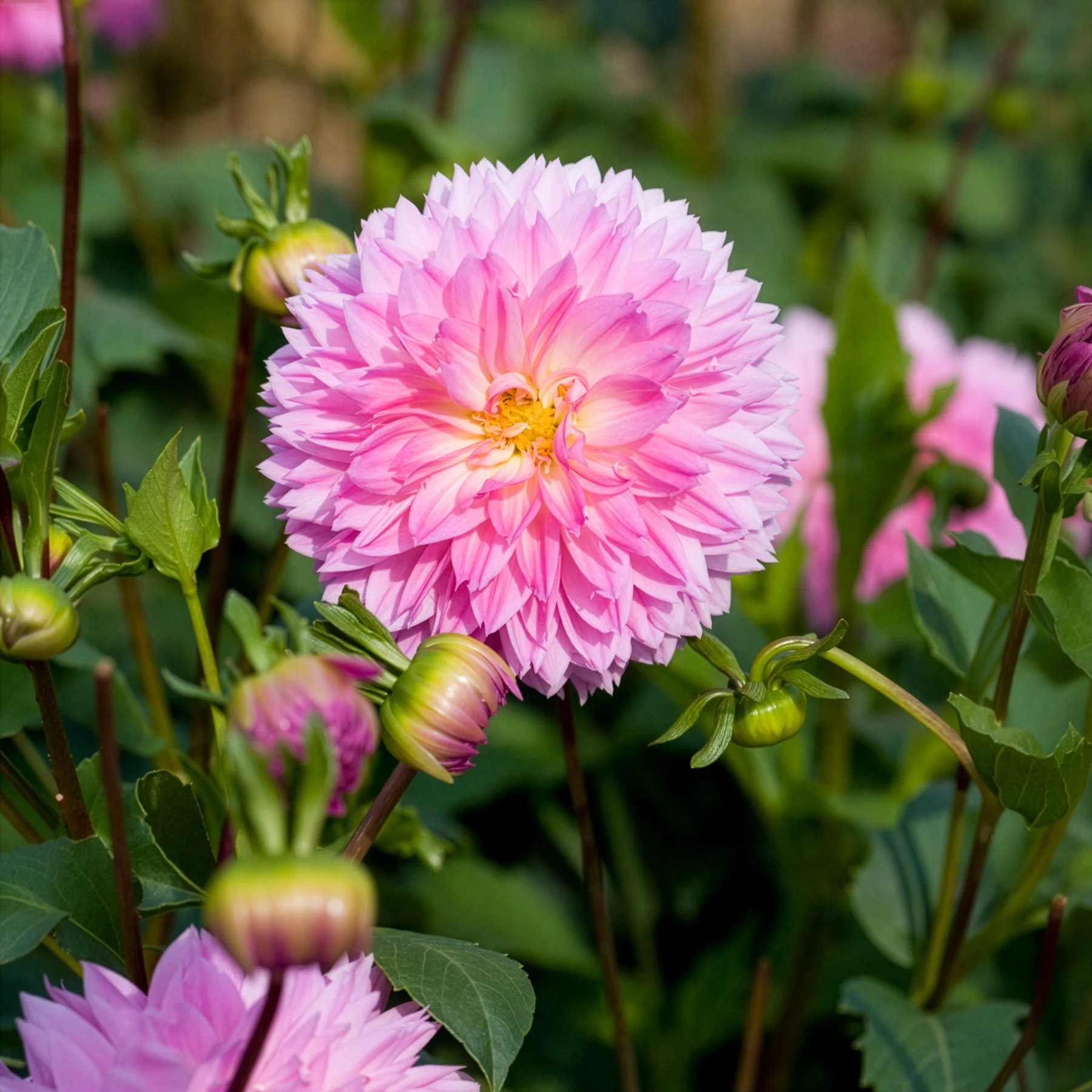 3 Dahlias décoratifs Sakura Fubuki roses - Image 3