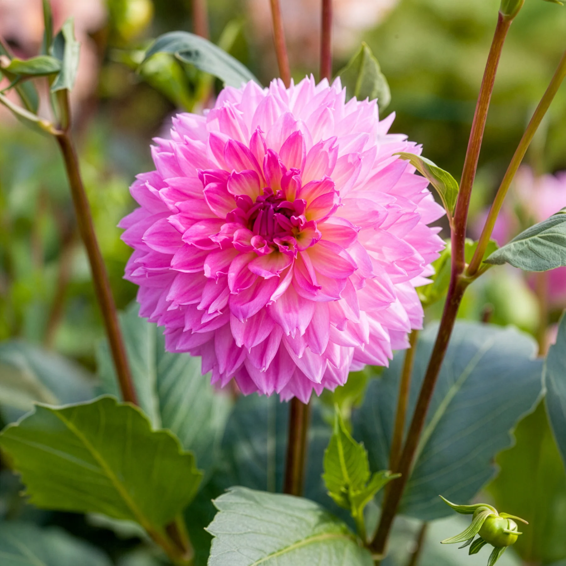 3 Dahlias décoratifs Sakura Fubuki roses - Image 4