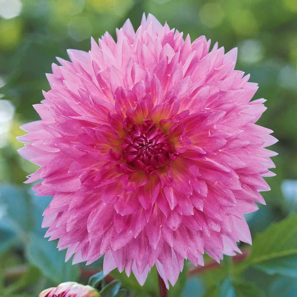 3 Dahlias décoratifs Sakura Fubuki roses - Image 5