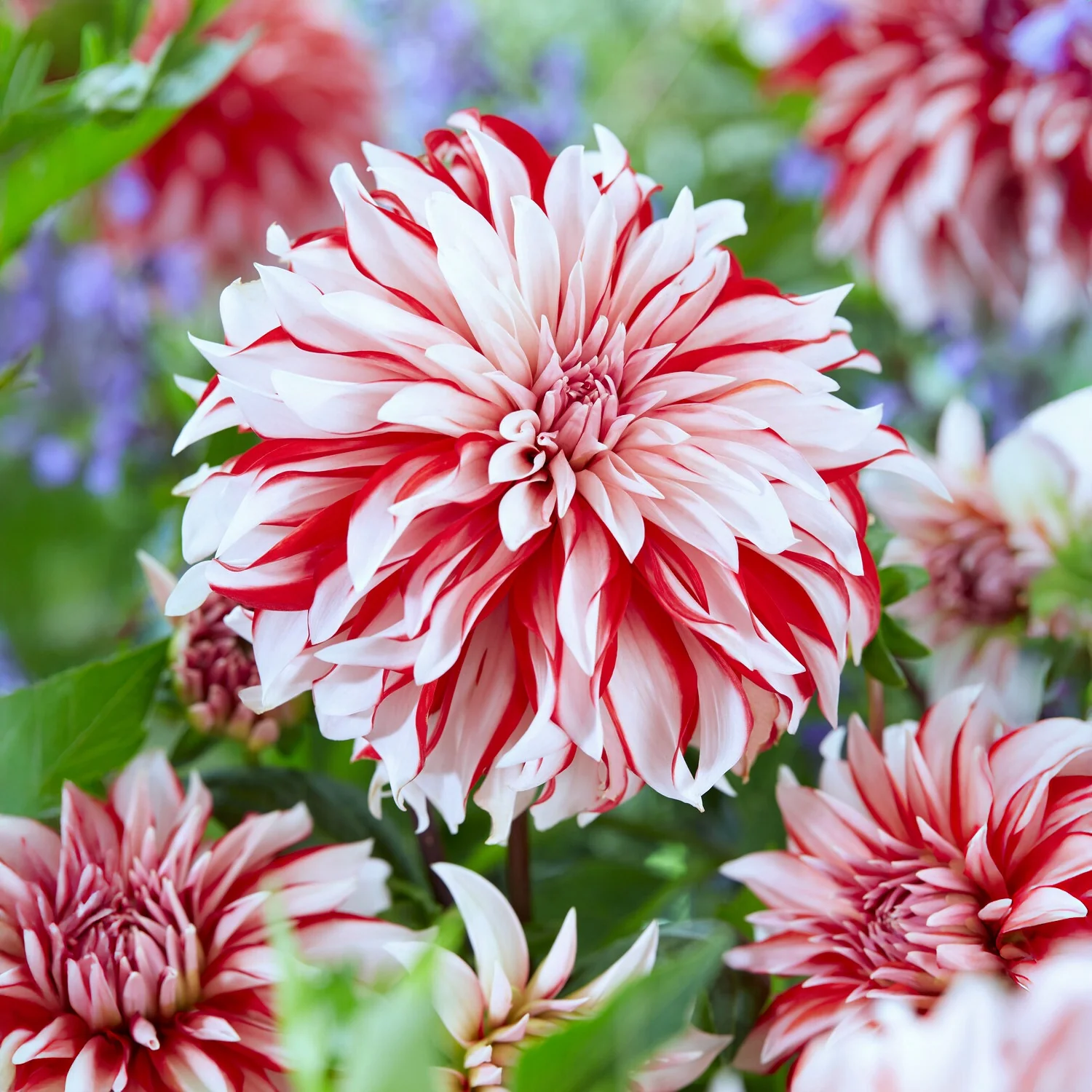 3 Dahlias décoratifs Santa Claus