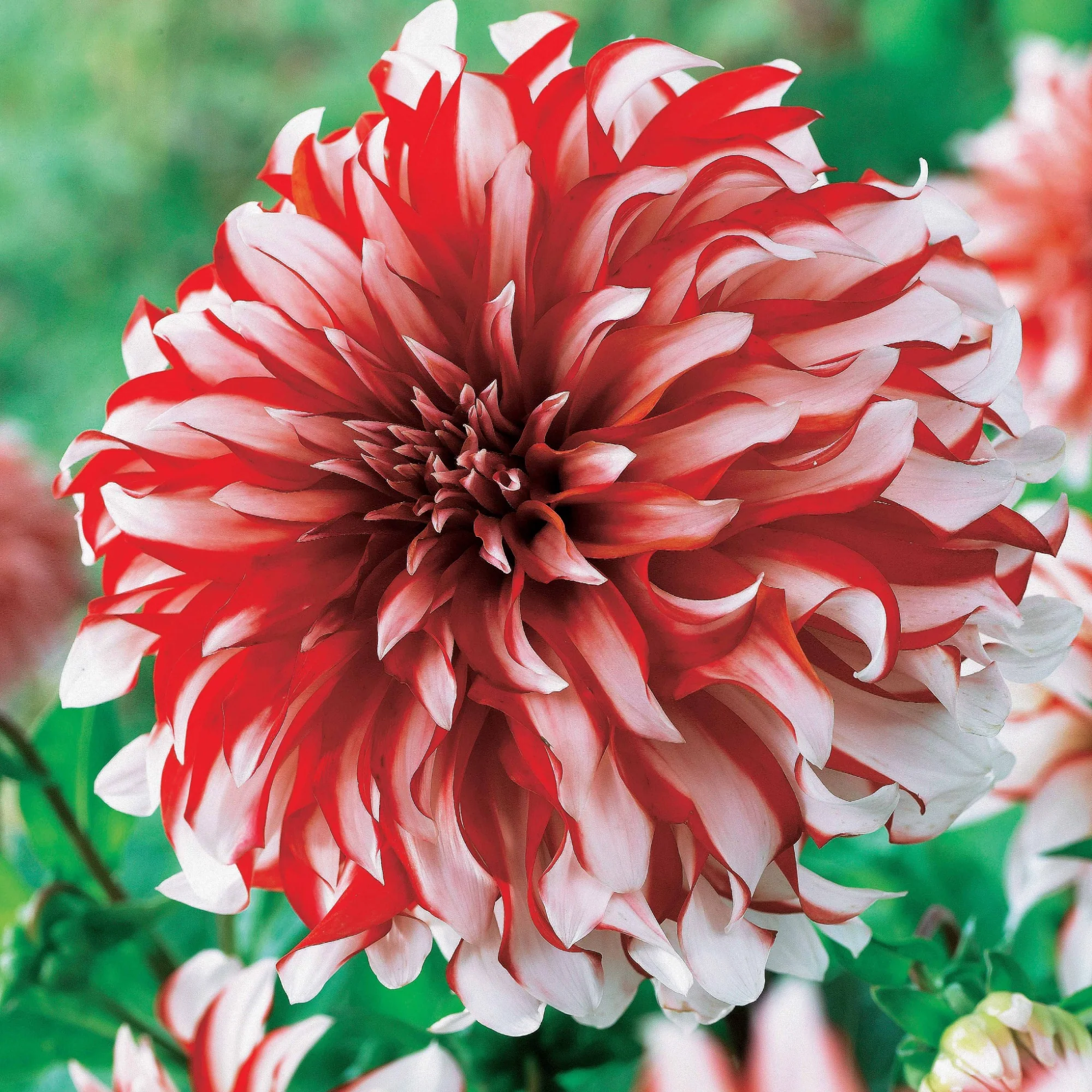 3 Dahlias décoratifs Santa Claus - Image 2