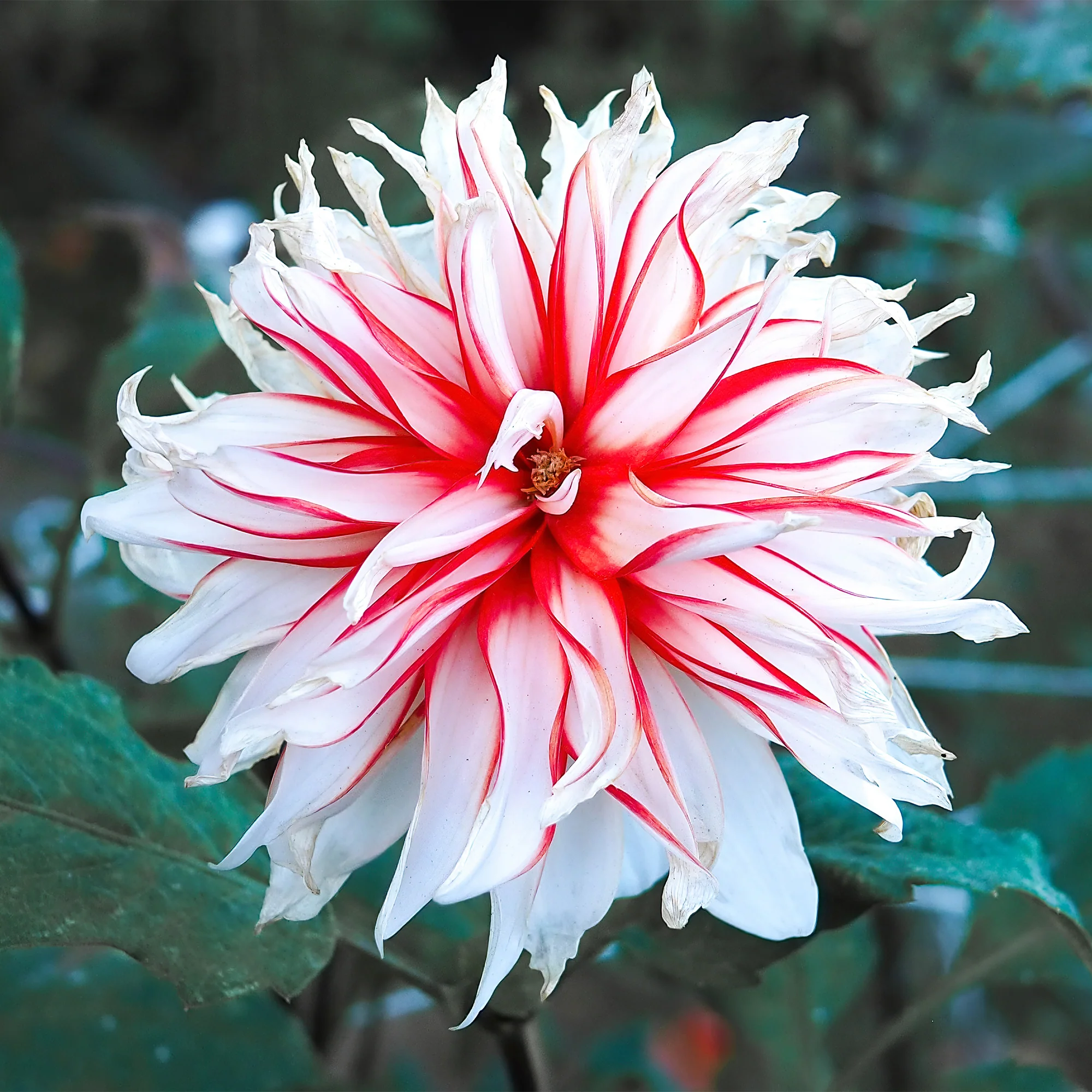 3 Dahlias décoratifs Santa Claus - Image 3