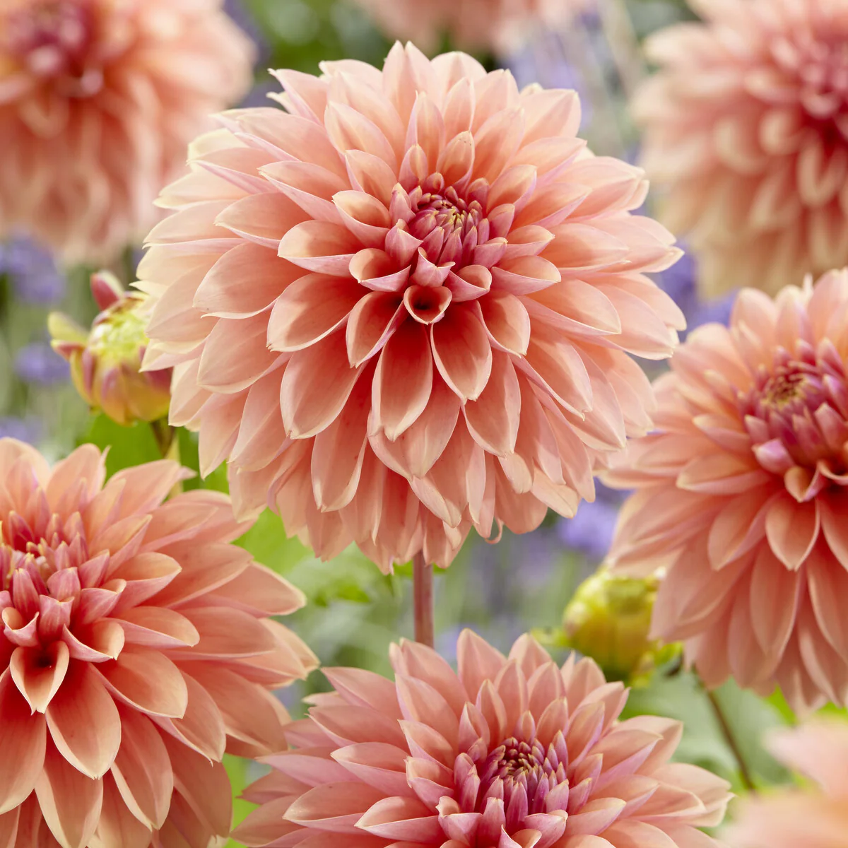 Dahlia décoratifs Kick off - Image 2