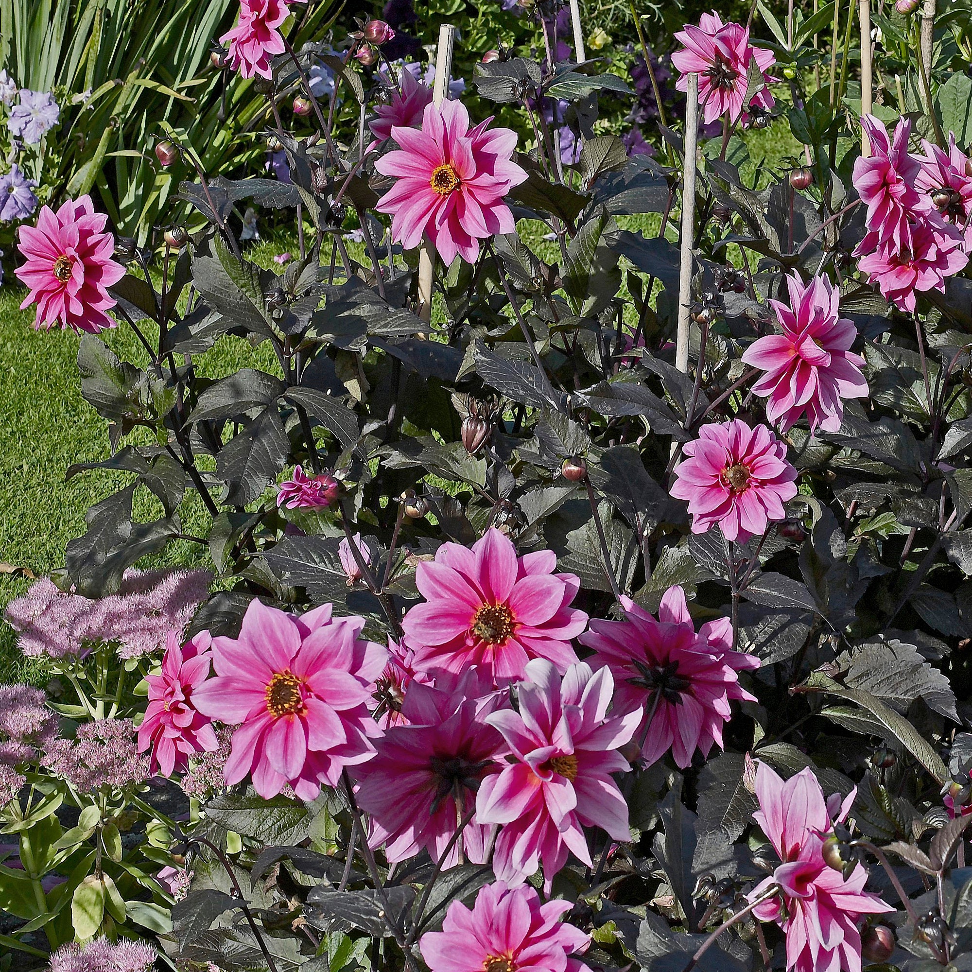 Dahlia Fascination - Image 2