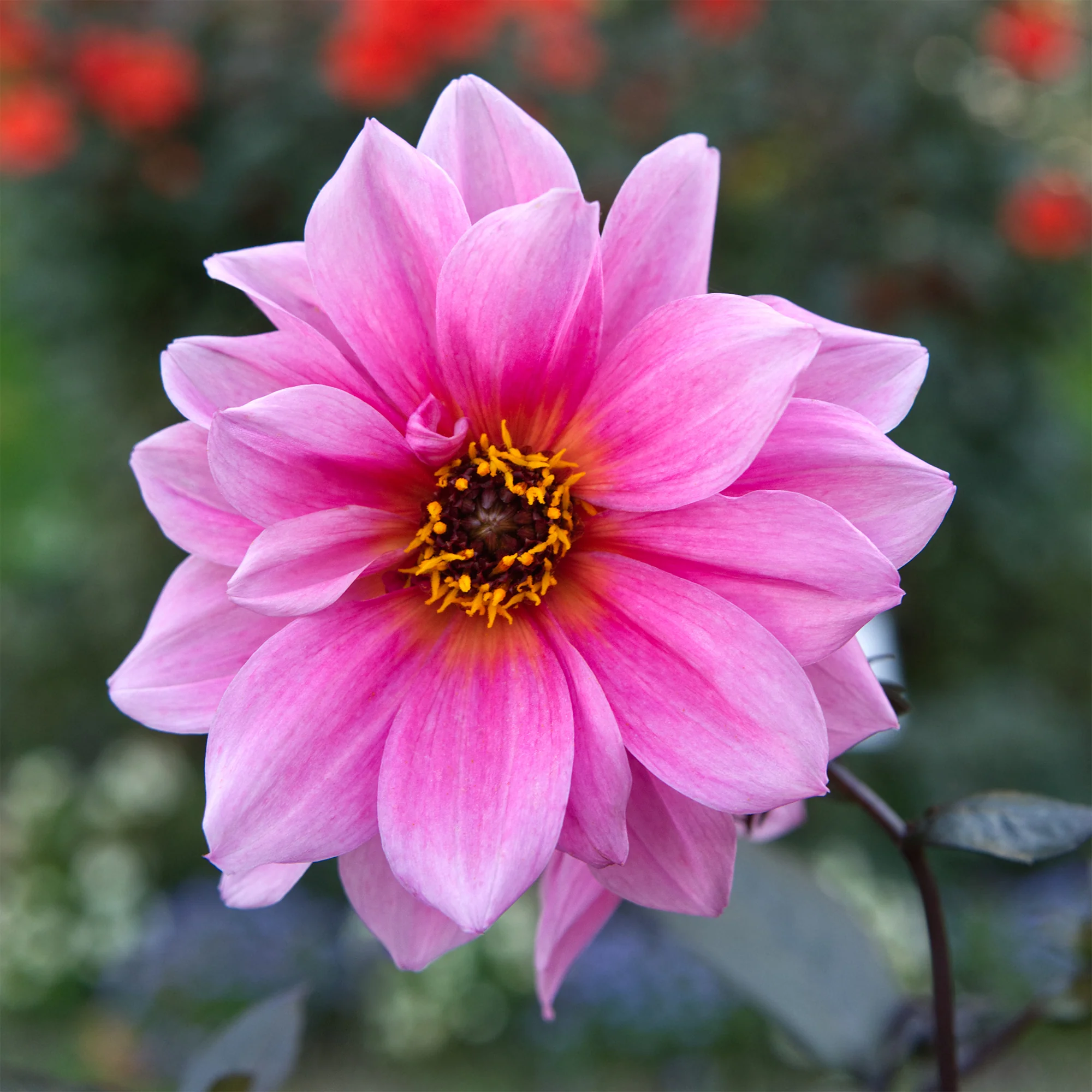 Dahlia Fascination - Image 3