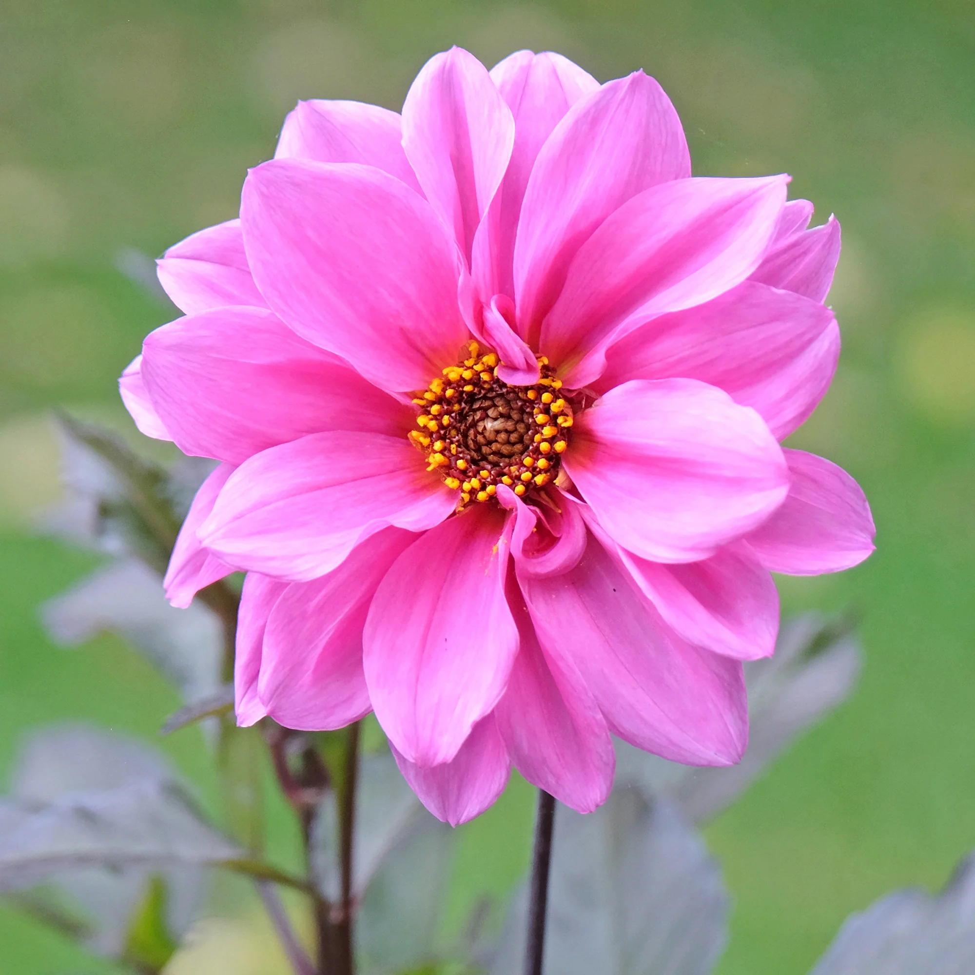Dahlia Fascination - Image 4