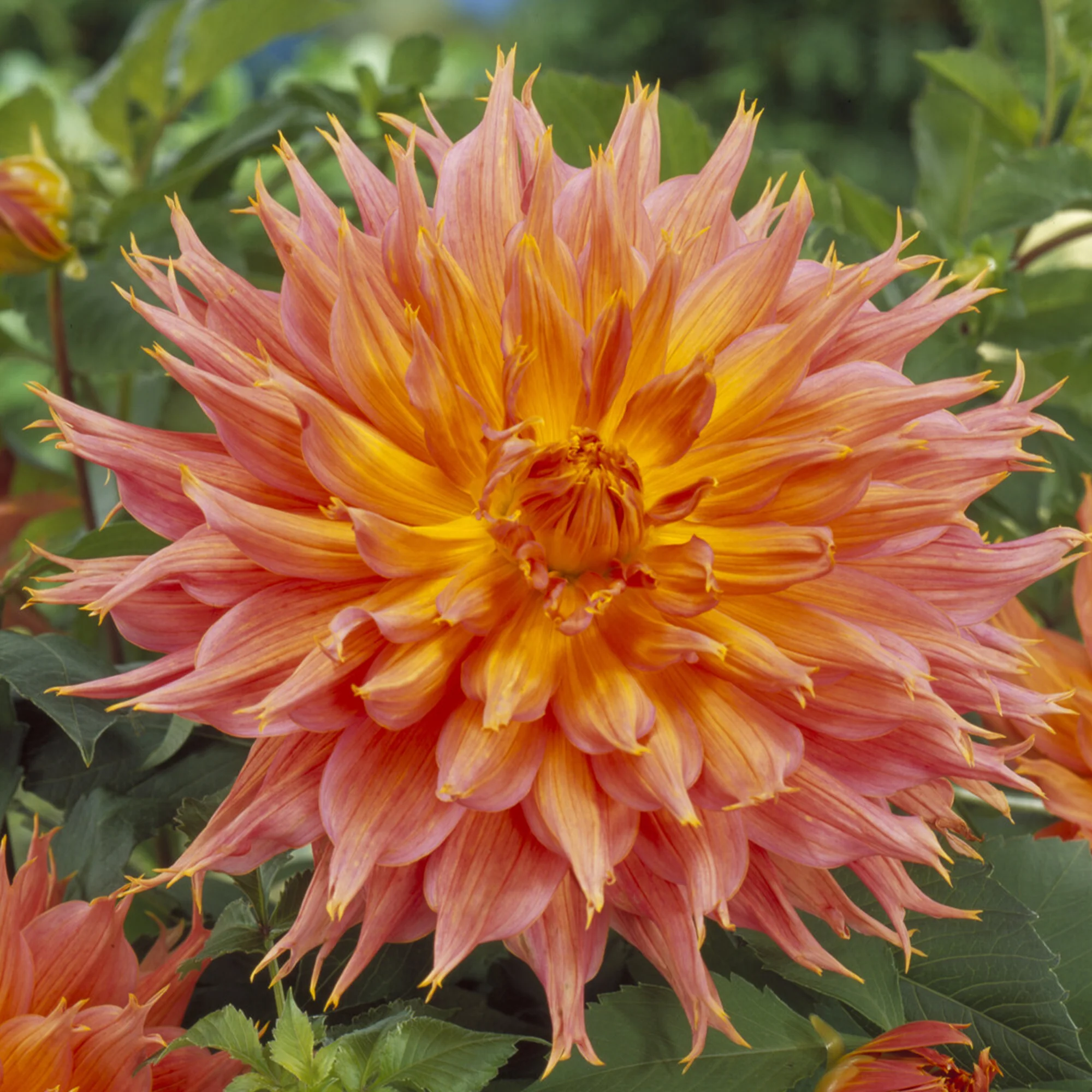 Dahlia cactus Omega