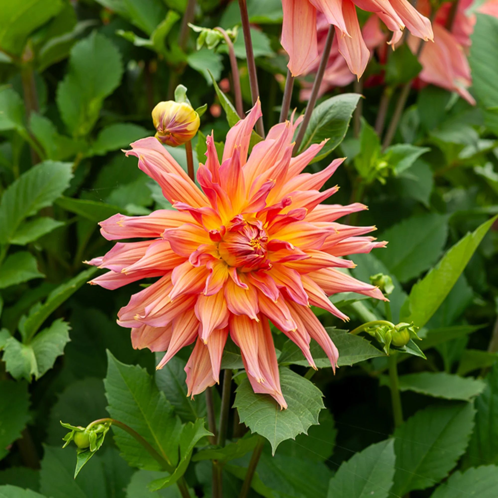 Dahlia cactus Omega - Image 2