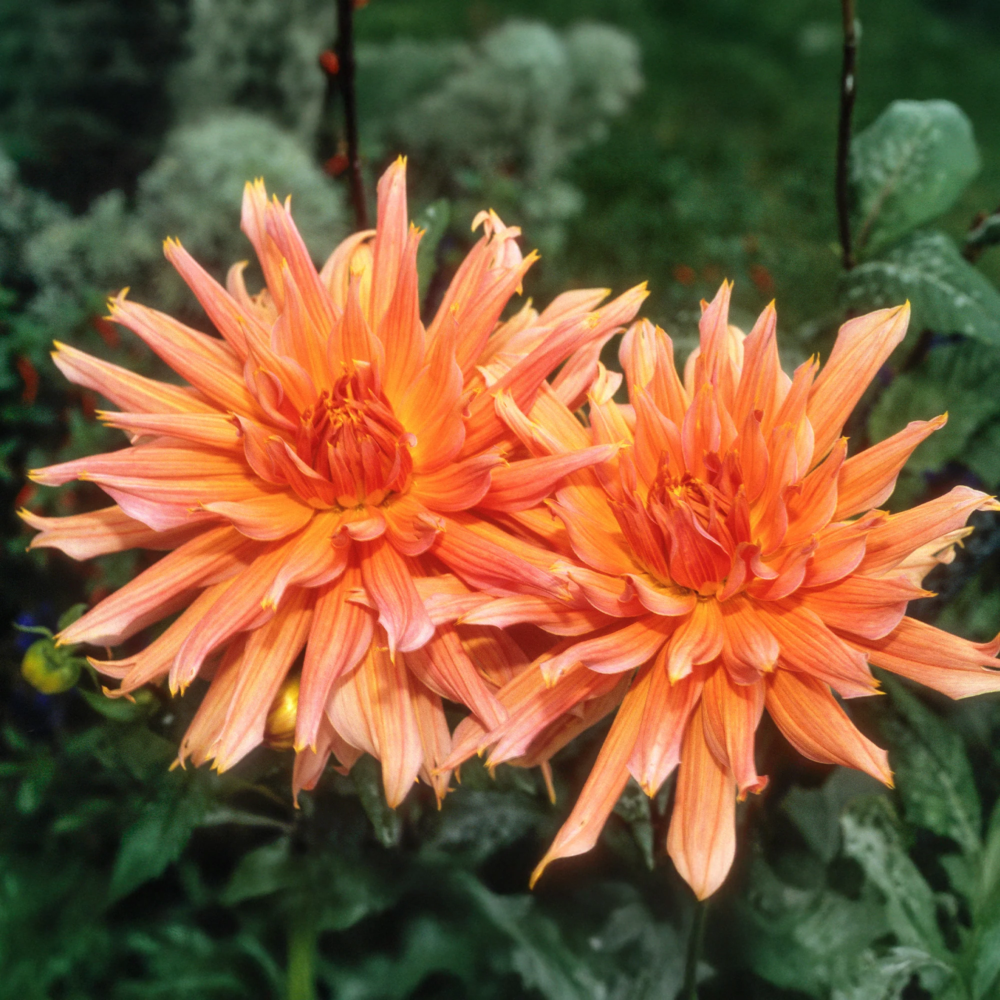 Dahlia cactus Omega - Image 3