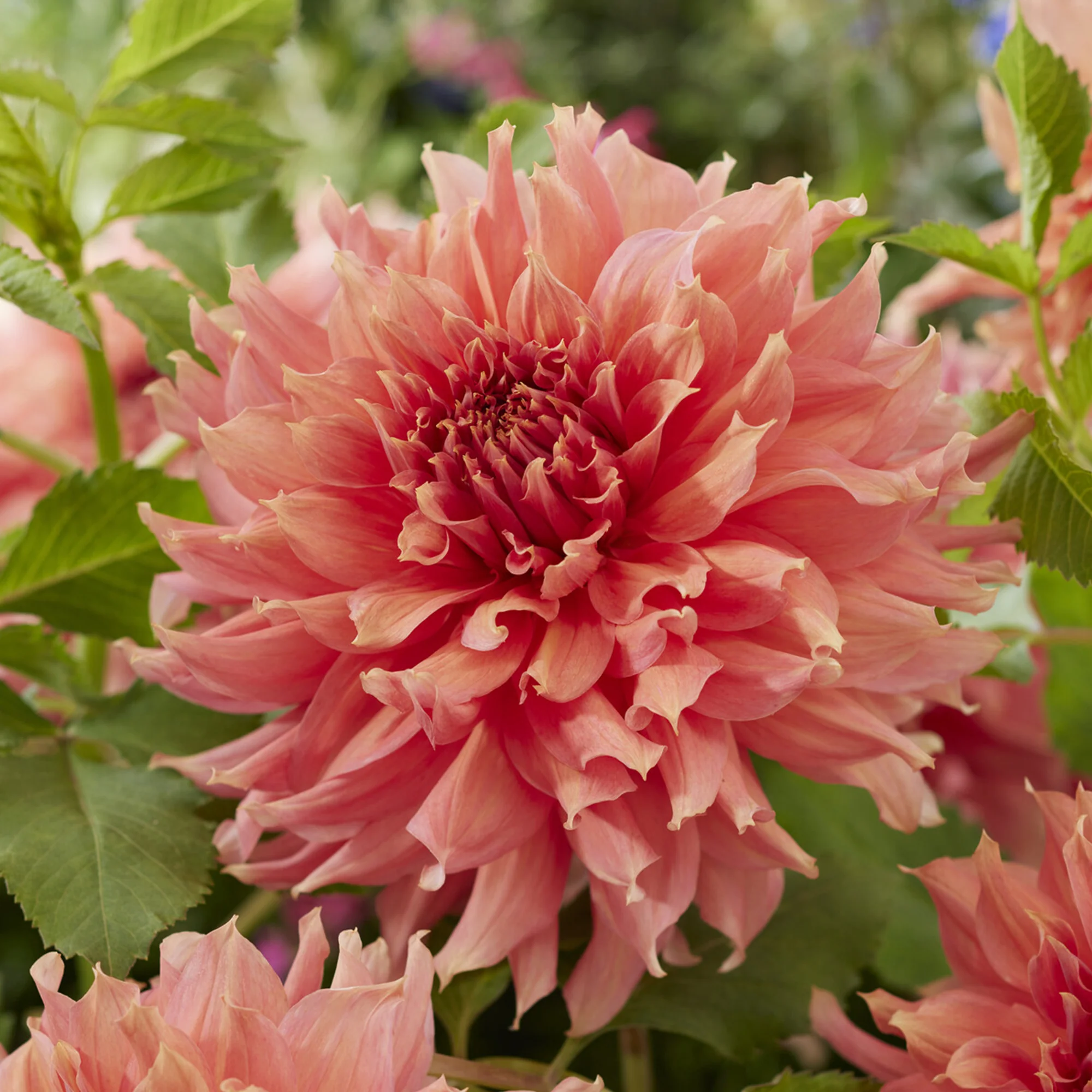 Dahlia géant Fairway Spur - Image 2
