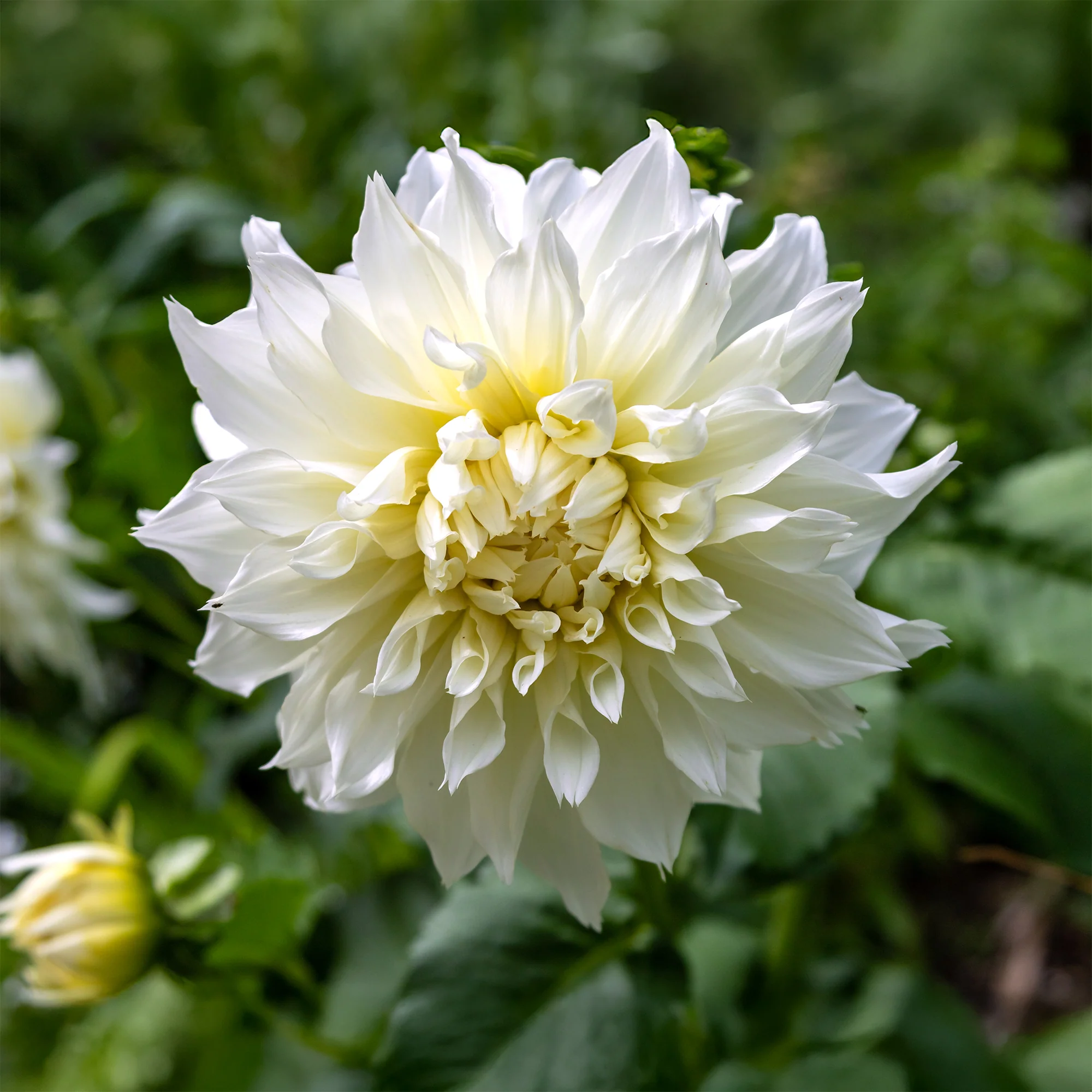 3 Dahlias géant Fleurel - Image 3