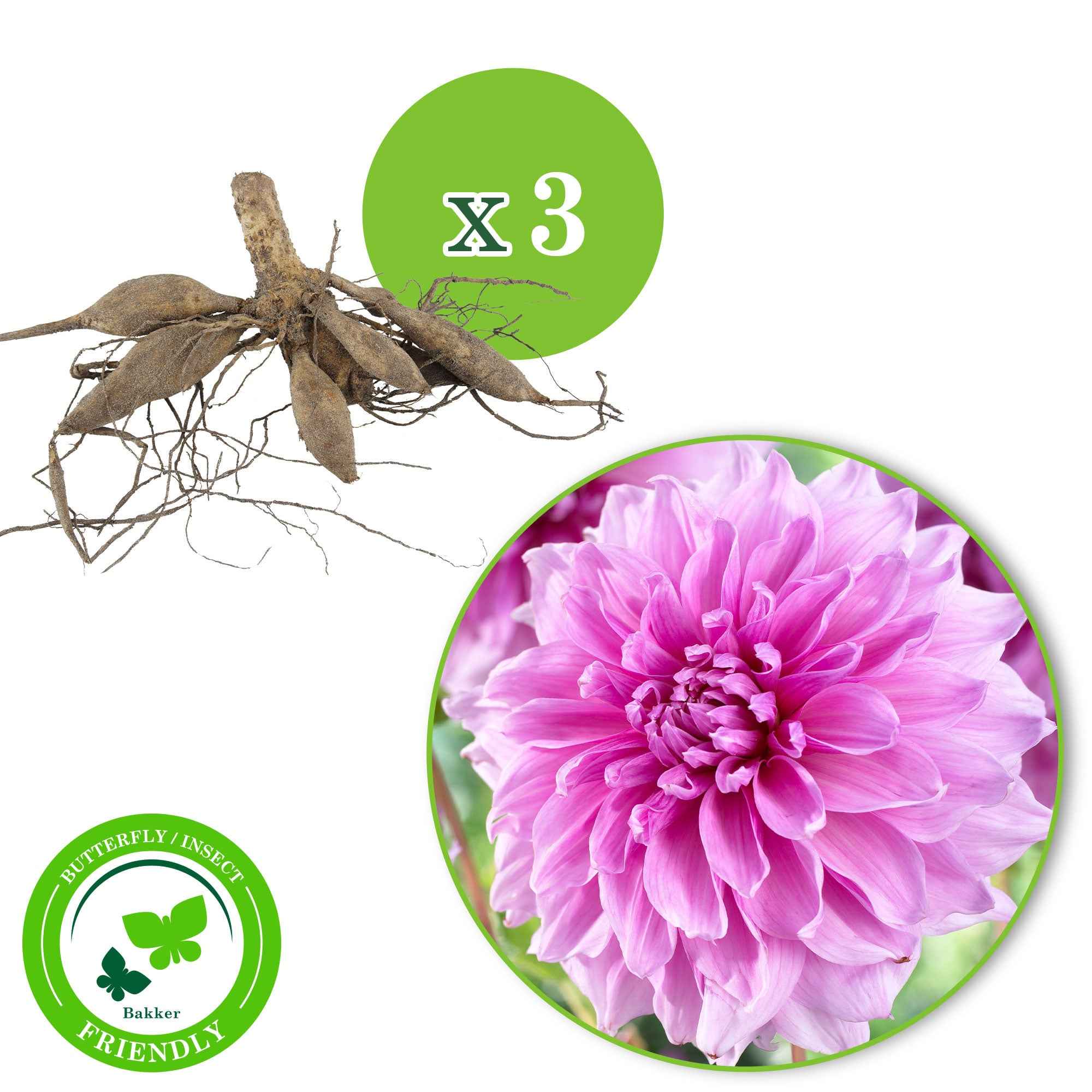 3 Dahlias géant Lavender Perfection - Image 2