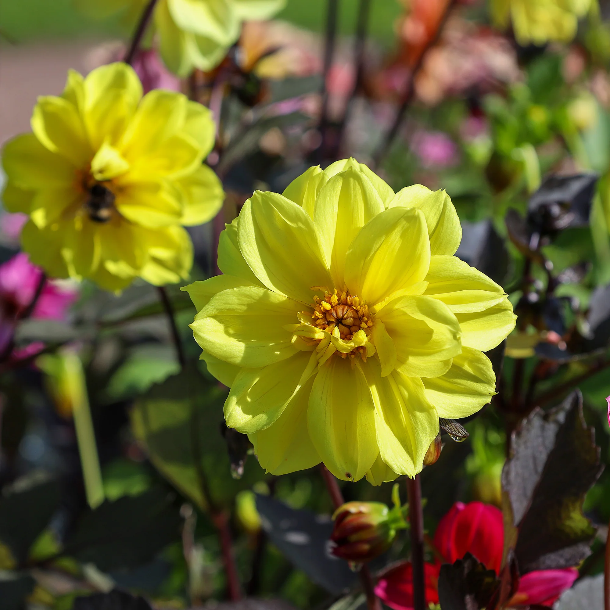 Dahlia jaune - Image 2