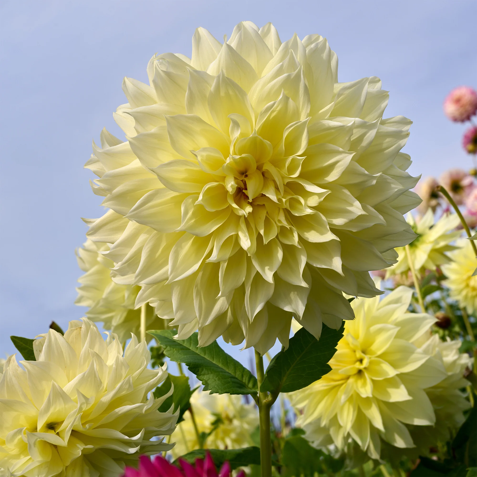 3 Dahlias Kelvin Floodlight