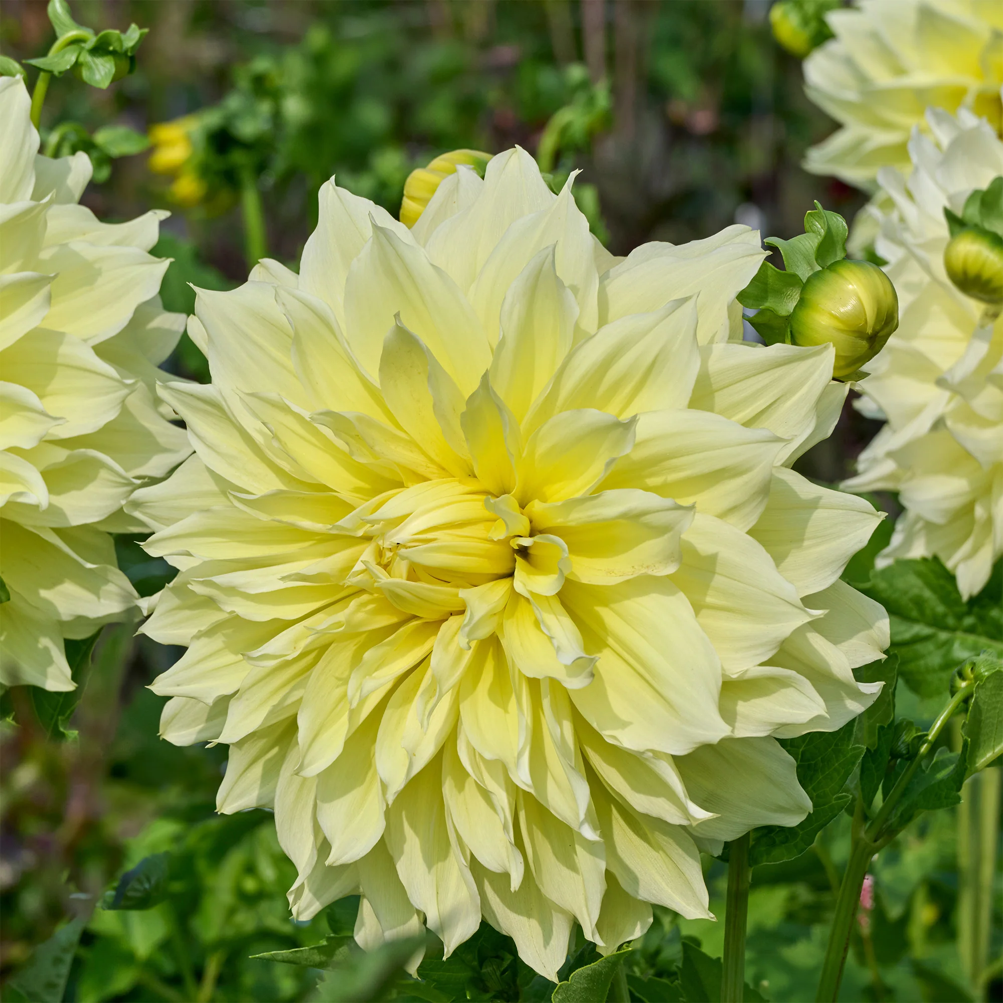 3 Dahlias Kelvin Floodlight - Image 2