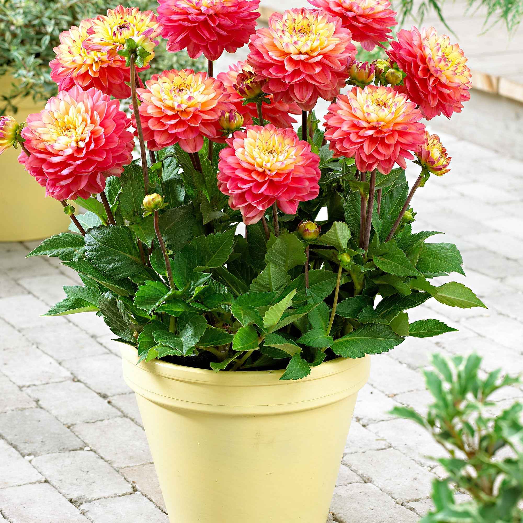 3 Dahlias Melody Allegro - Image 2