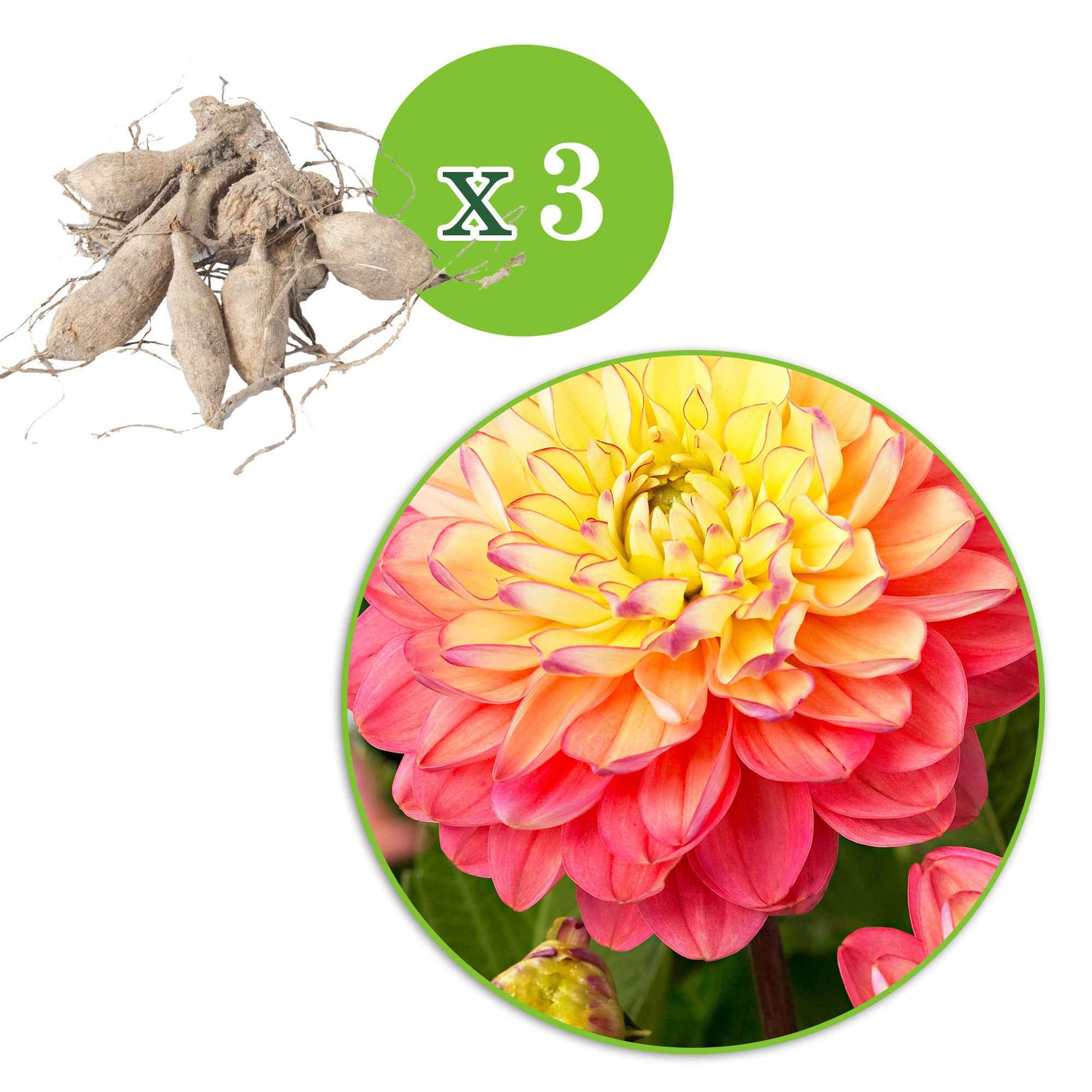 3 Dahlias Melody Allegro - Image 3