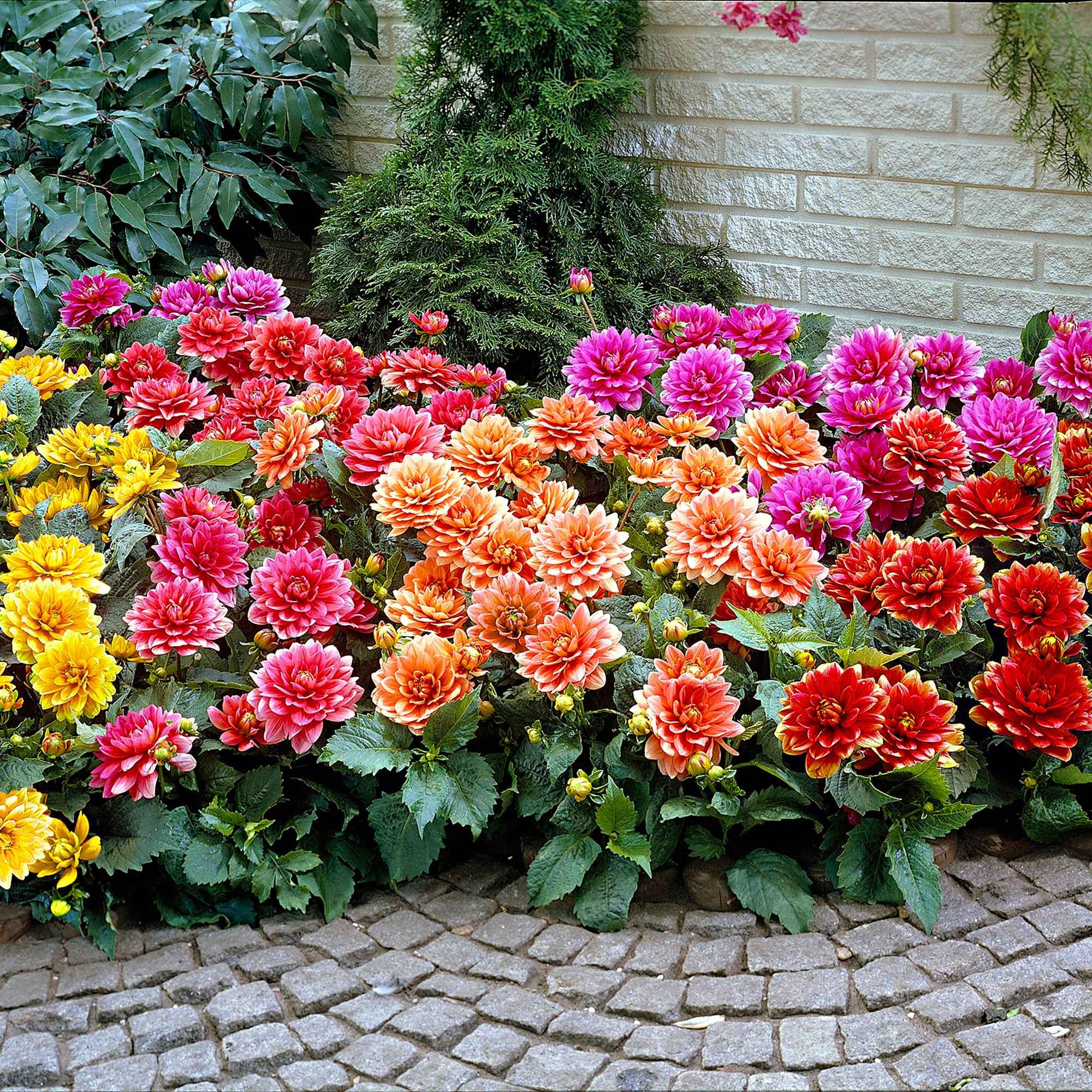 Dahlia nain décoratif en mélange - Image 2