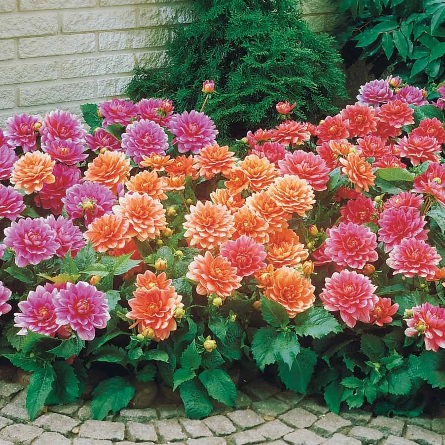 Dahlia nain décoratif en mélange - Image 3