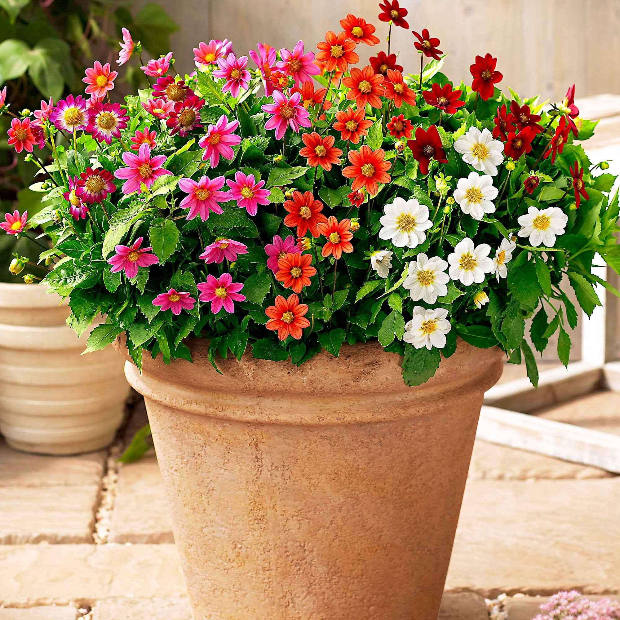5 Dahlia miniature Topmix en mélange - Image 3