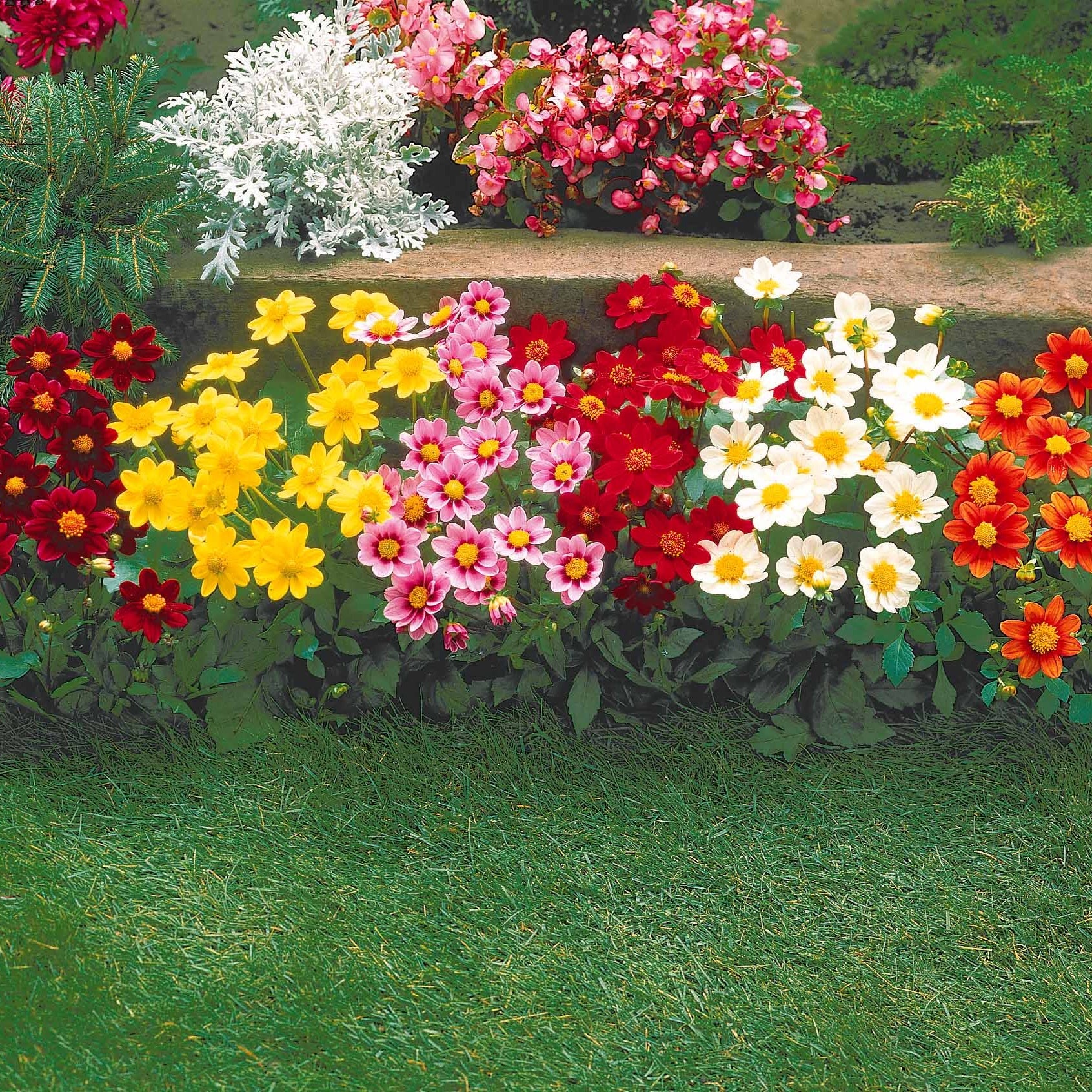 5 Dahlia miniature Topmix en mélange - Image 6