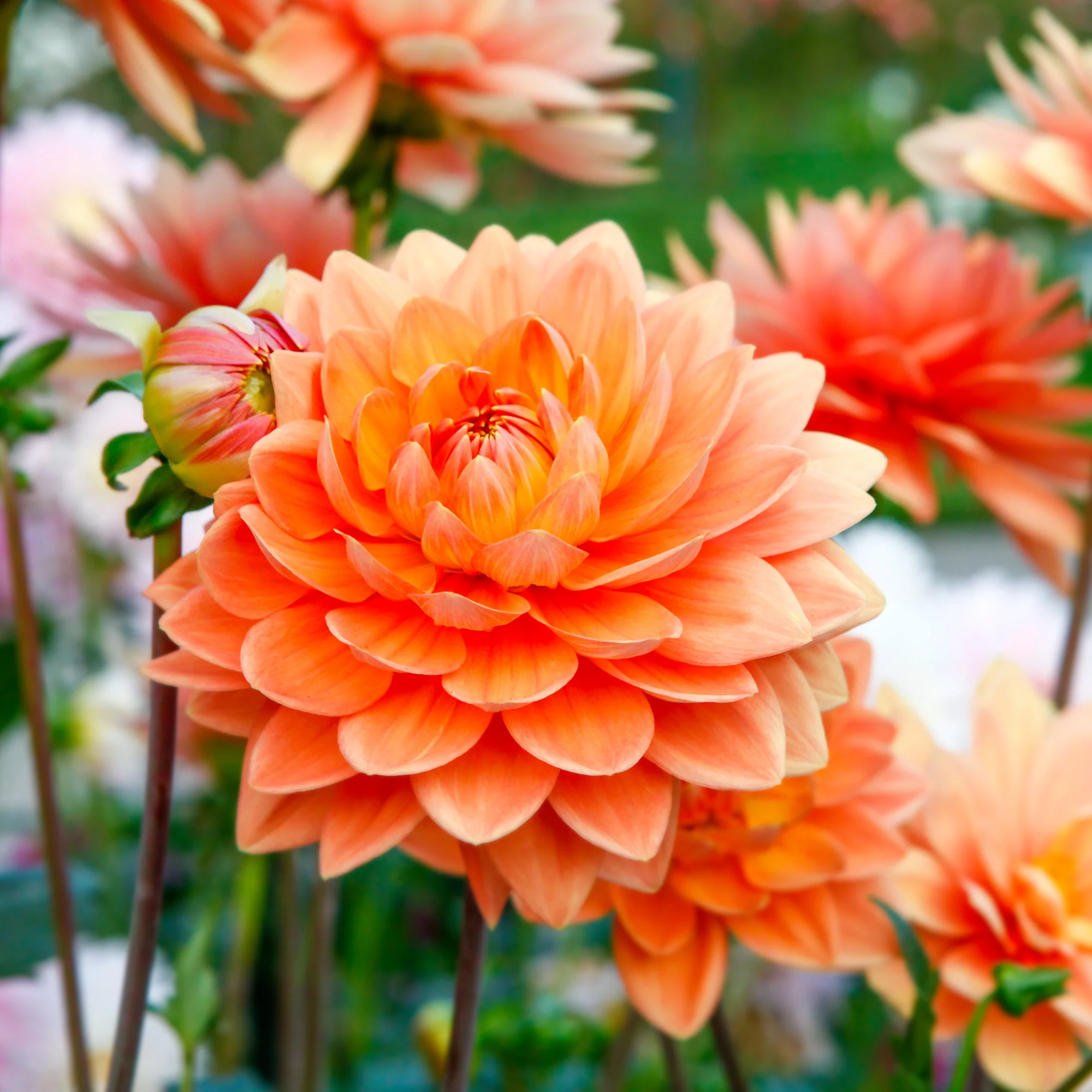 Dahlia orange